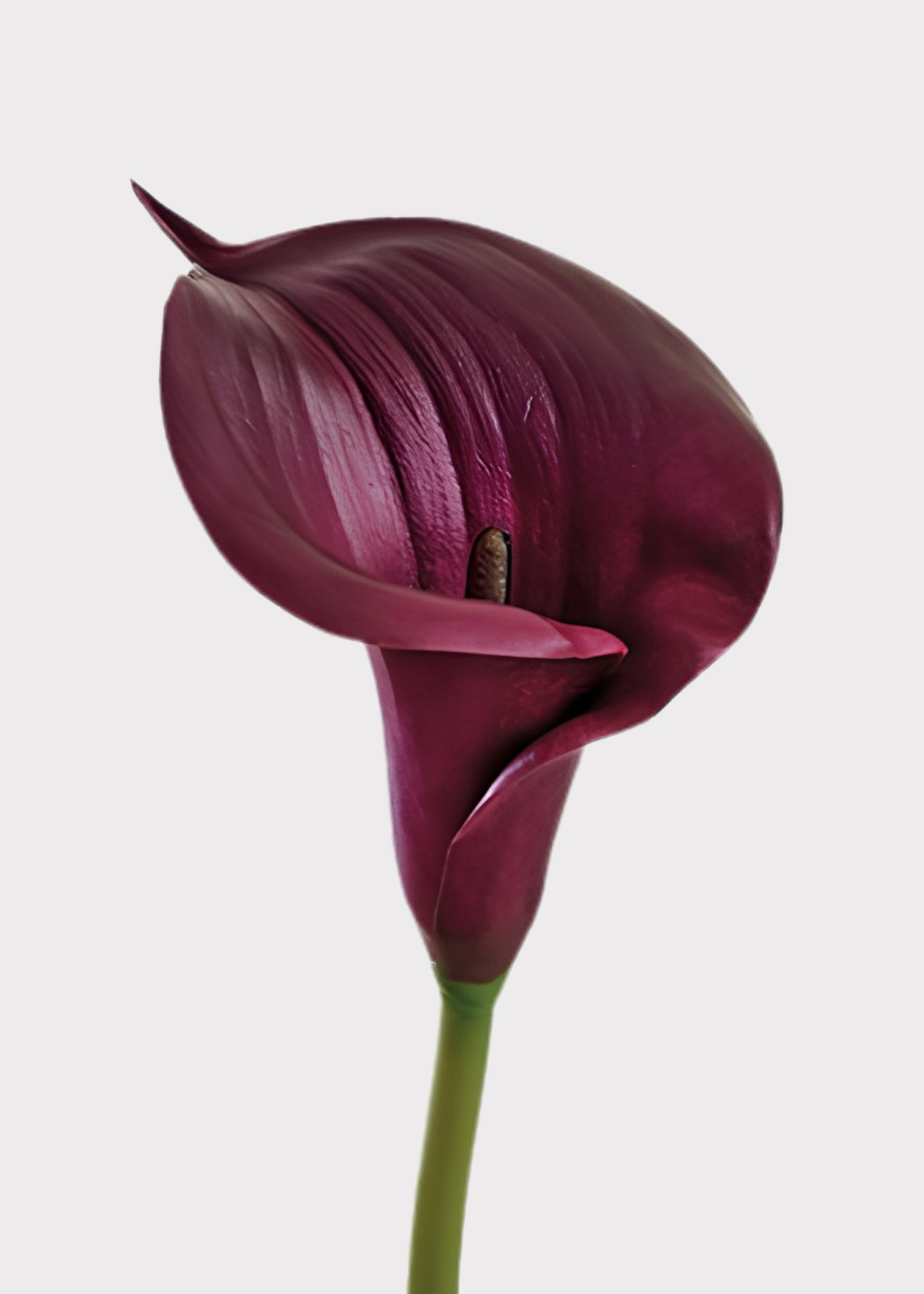 Close-up of a plum purple calla lily