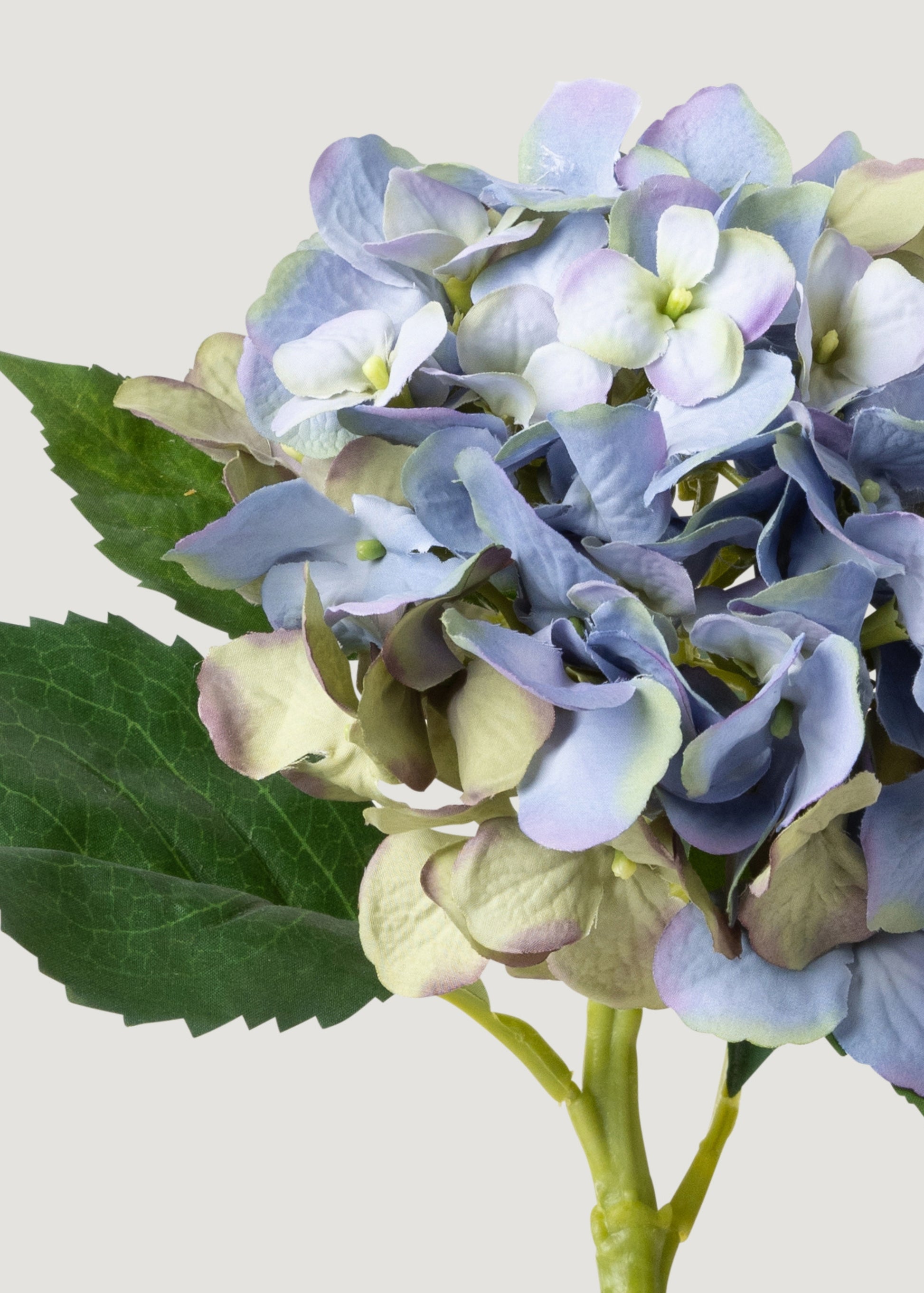 Close-up of Vintage Blue Green Hydrangea