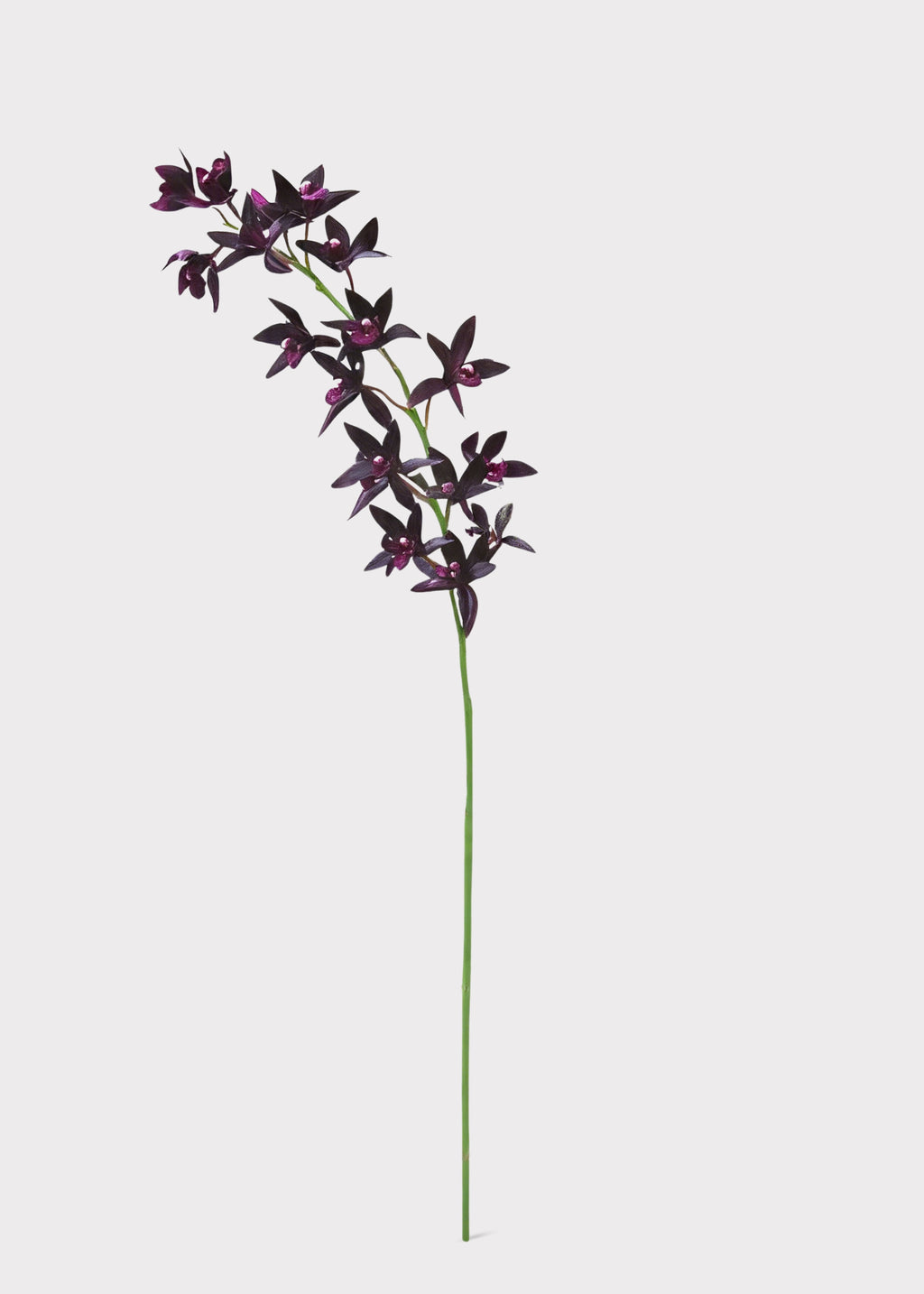 Plum Purple Cymbidium Orchid