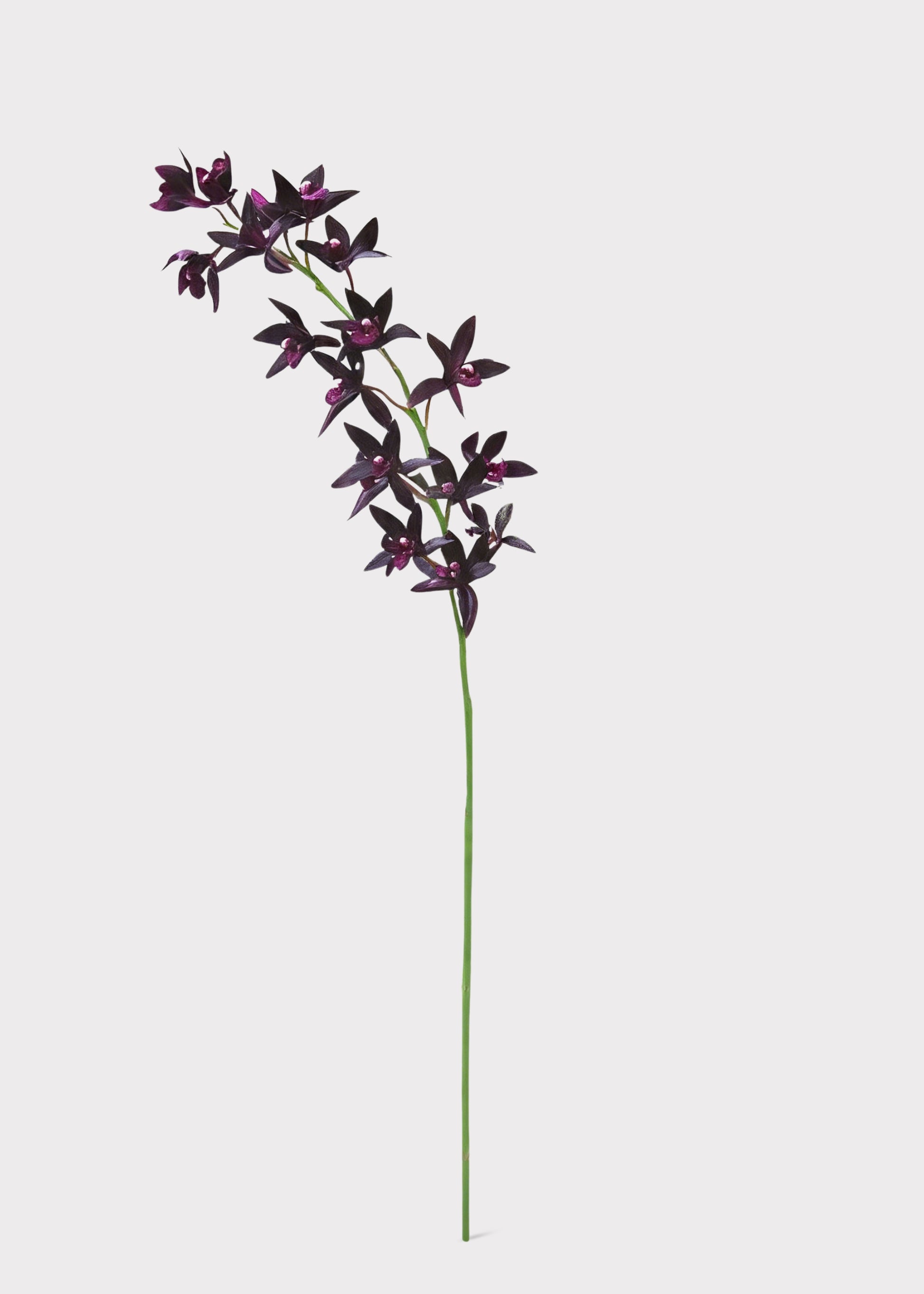 Plum Purple Cymbidium Orchid