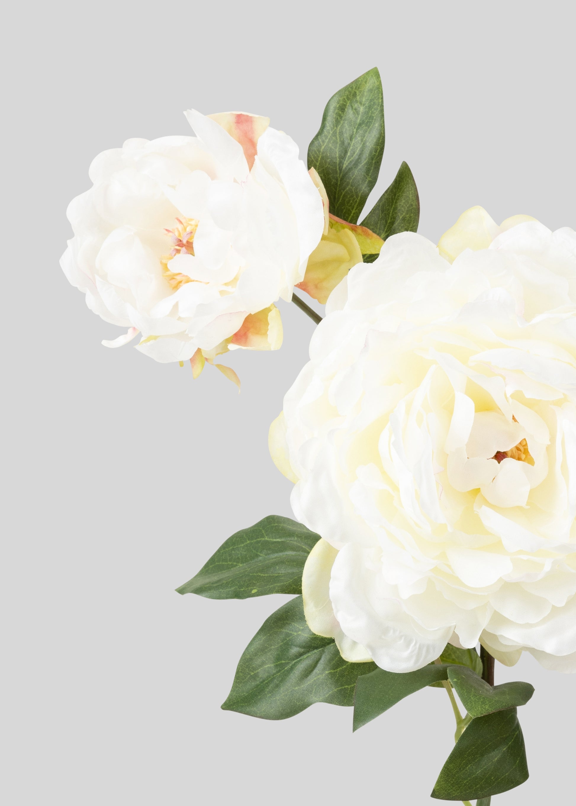 Close-up of Cream Fake Peony