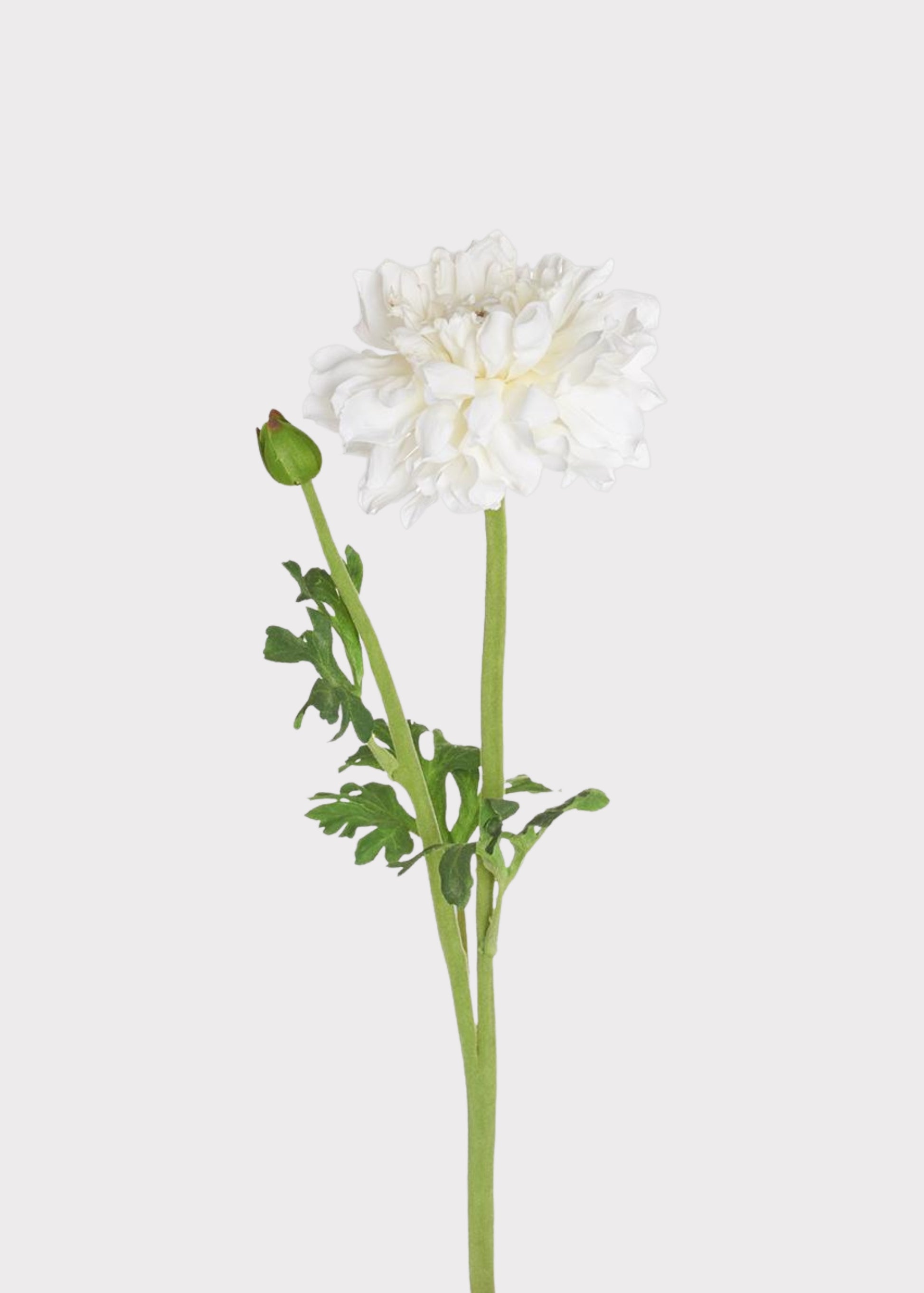 Fake White Ranunculus