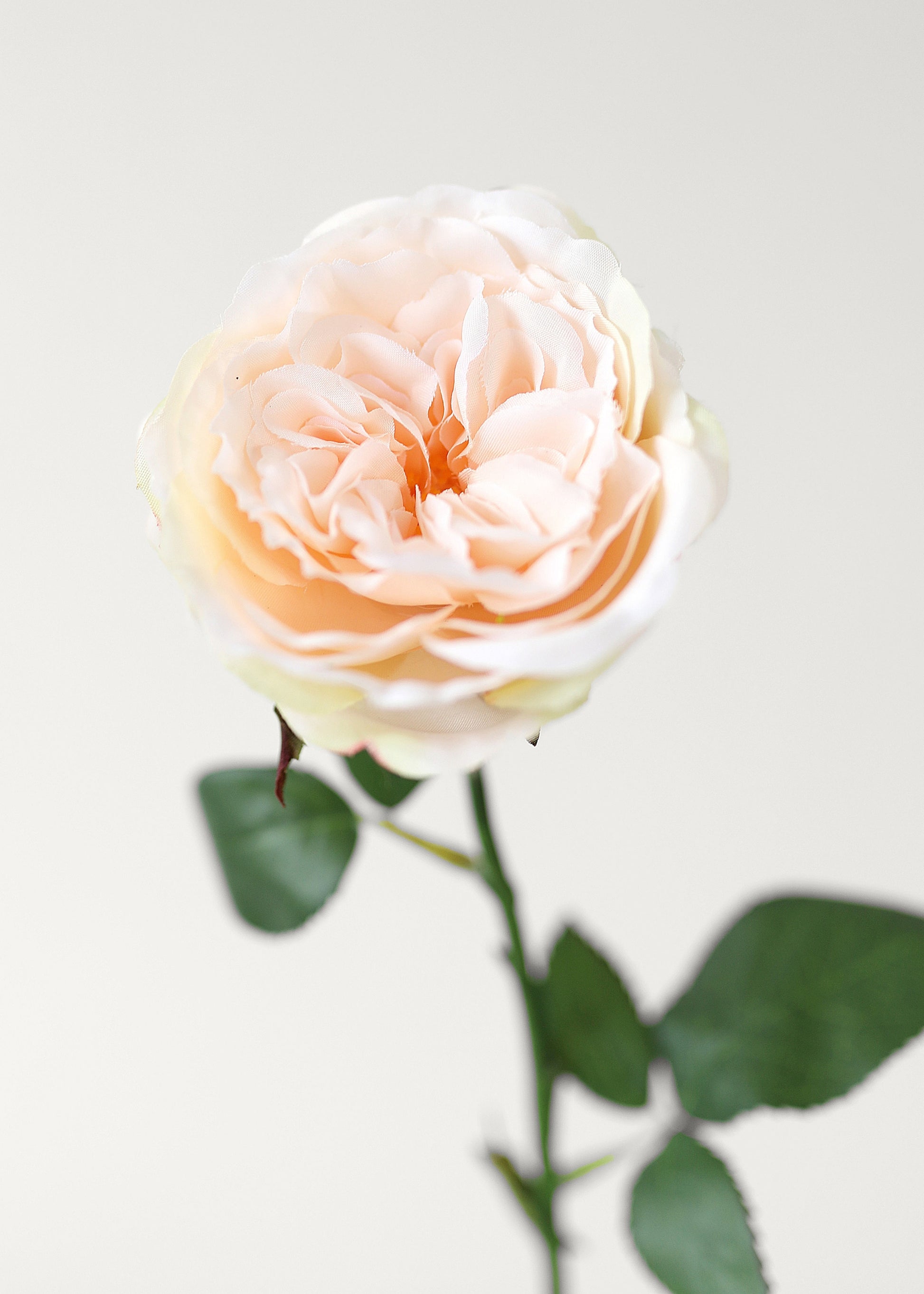 close-up of artificial apricot pink rose stem