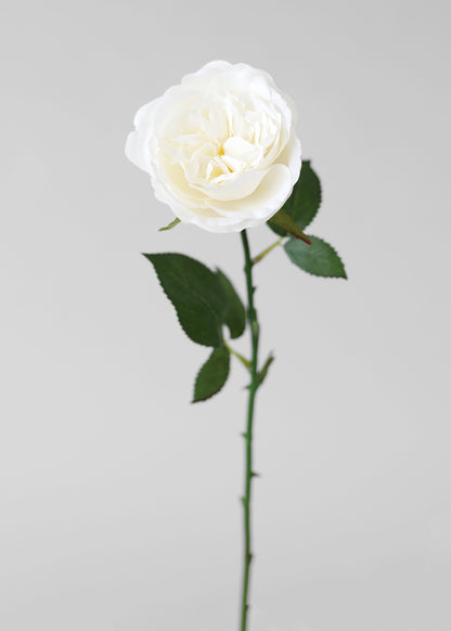 White Fake English Cabbage Rose
