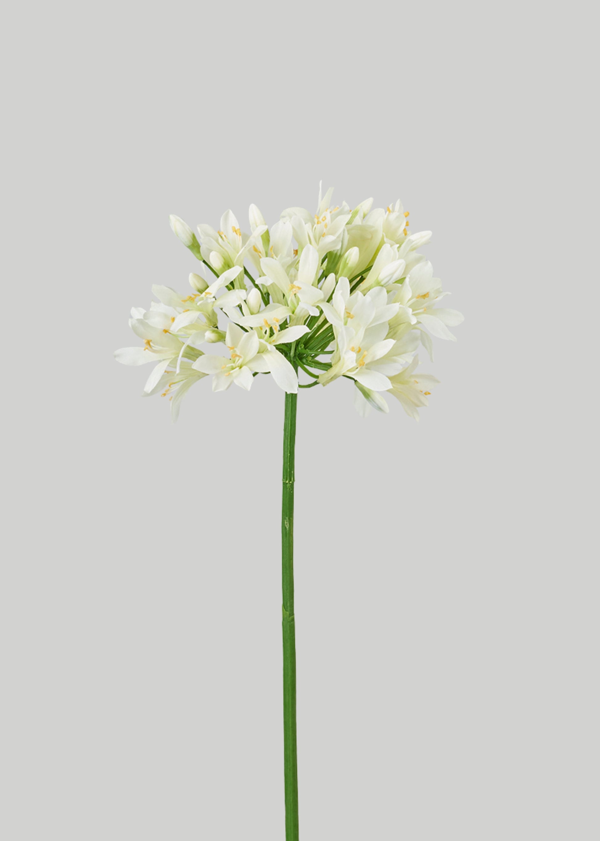 Cream Green Artificial Agapanthus Flower