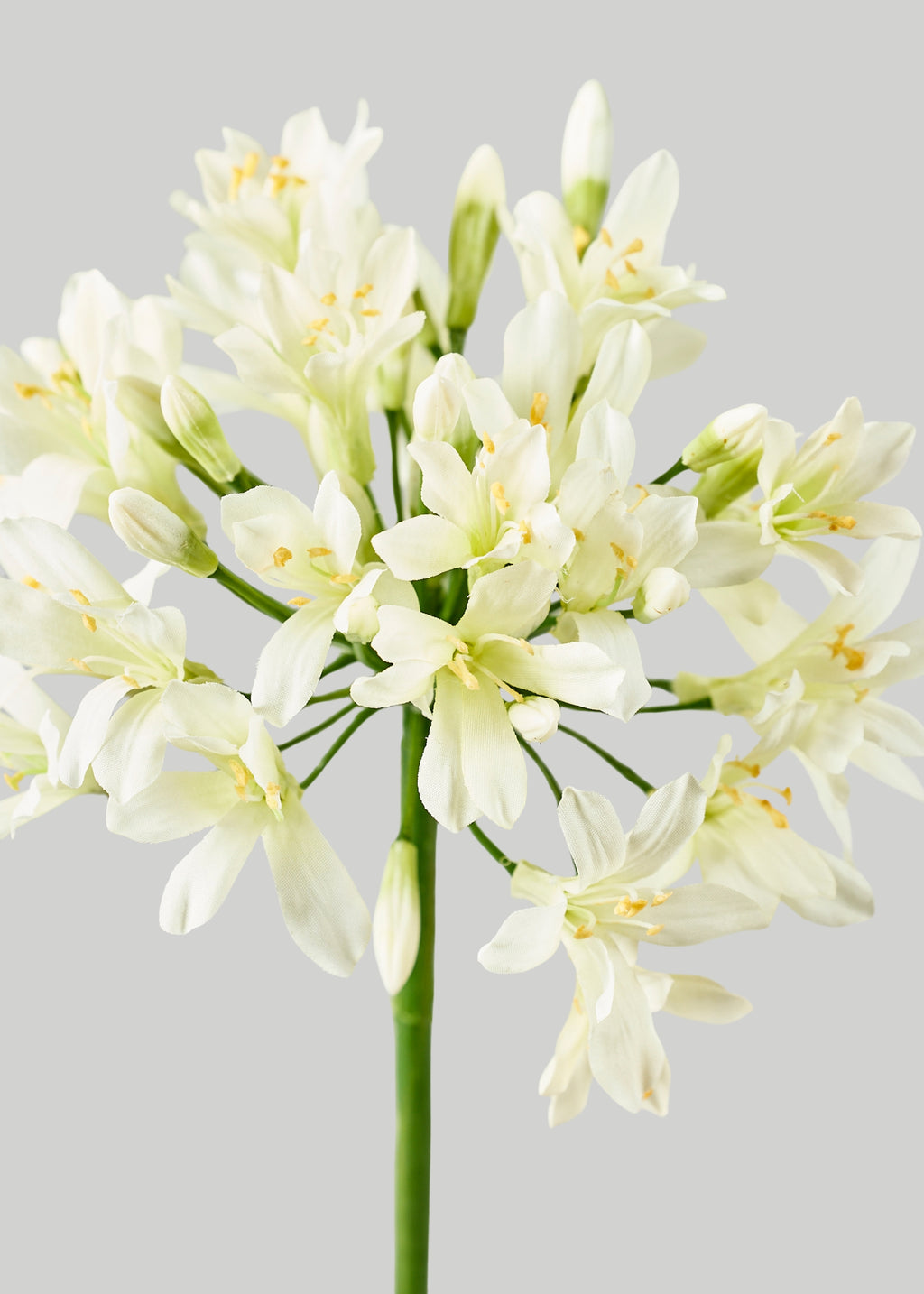 Cream Green Agapanthus