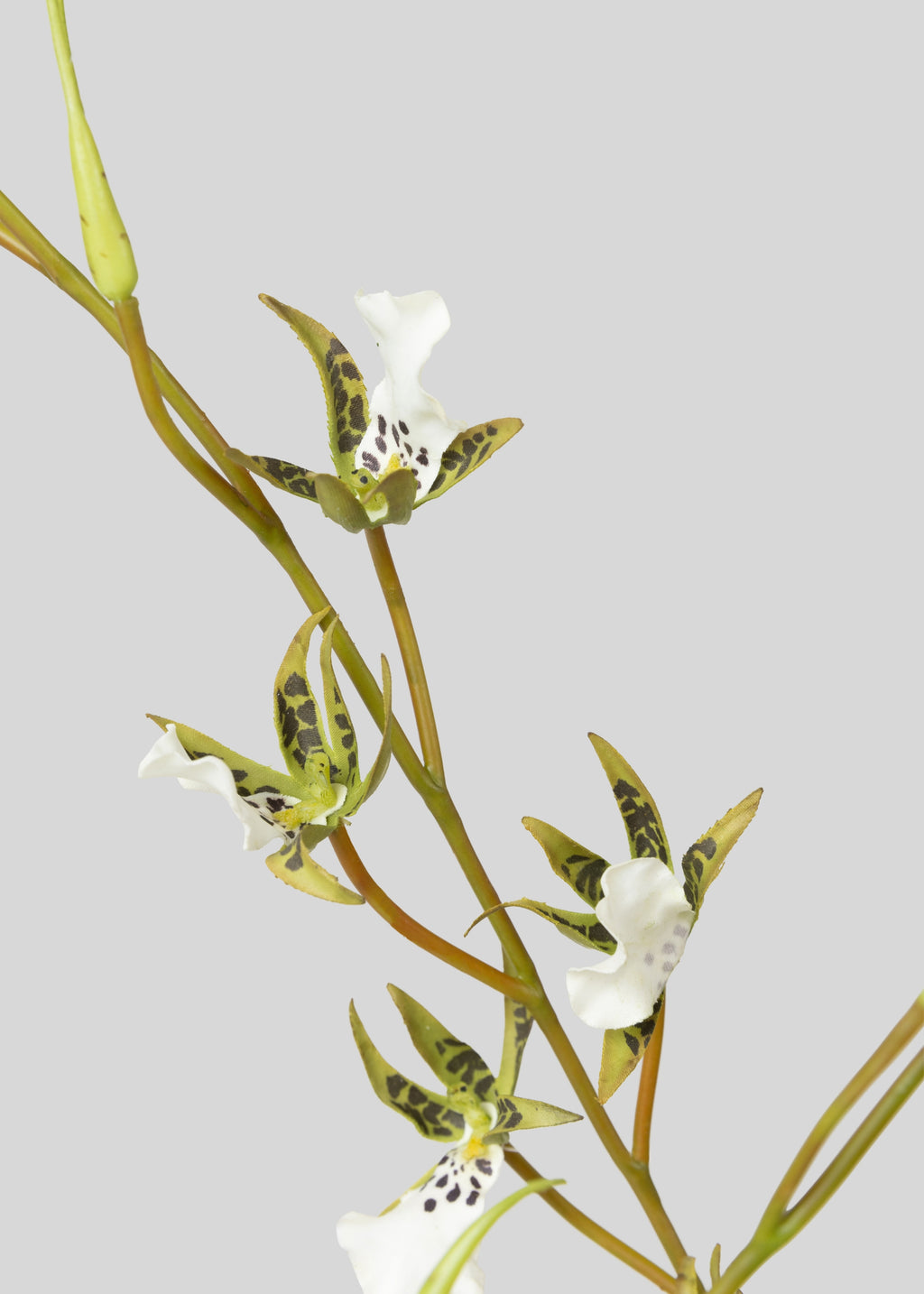 Close-up of an artificial Brassia Orchid Plant