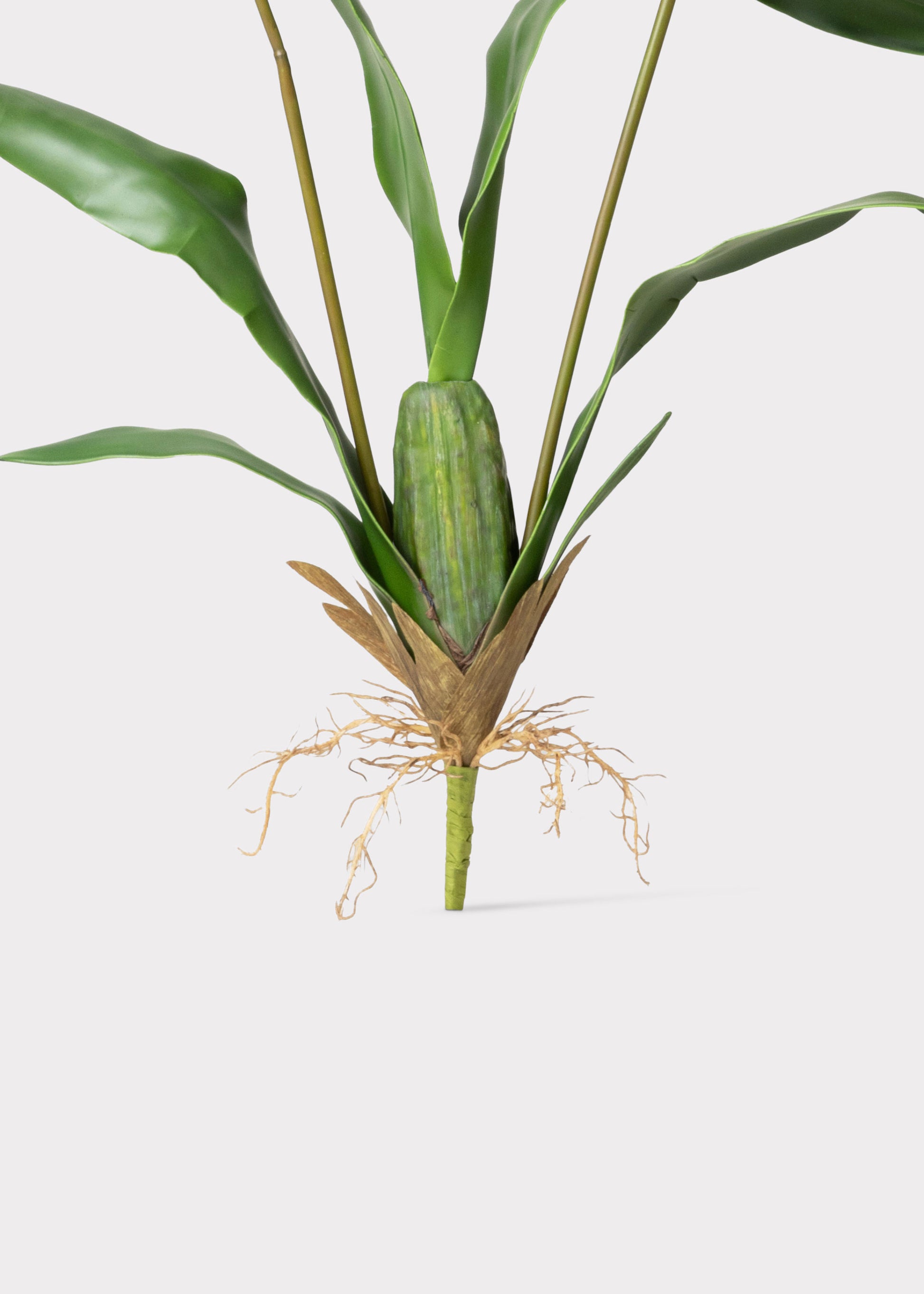 Artificial Roots of the Brassia Orchid Plant