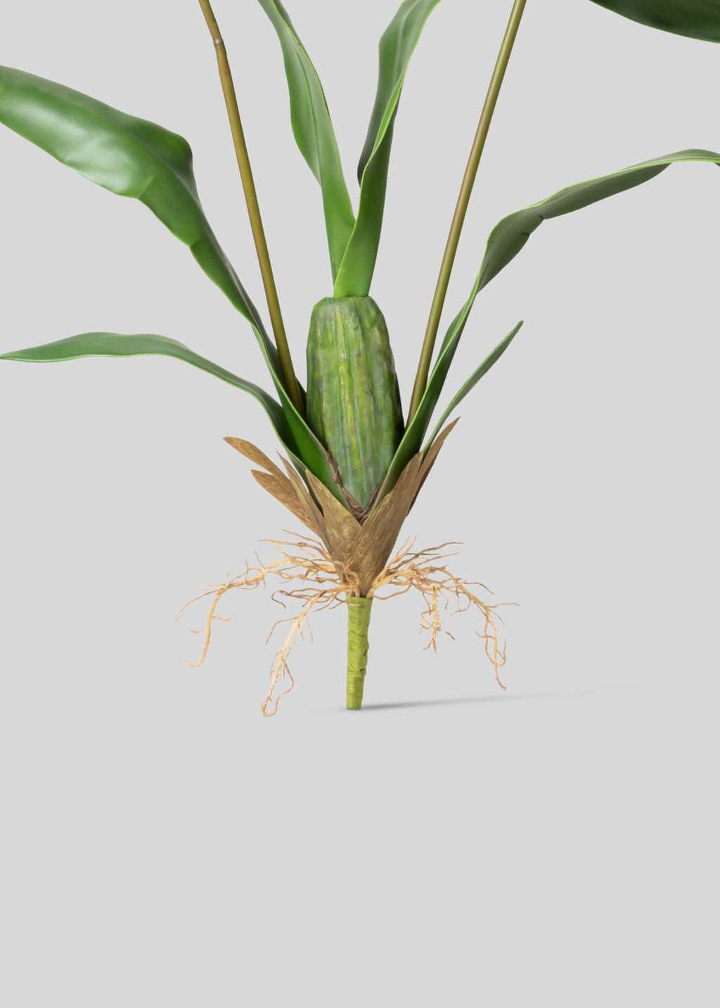 Artificial Roots of the Brassia Orchid Plant