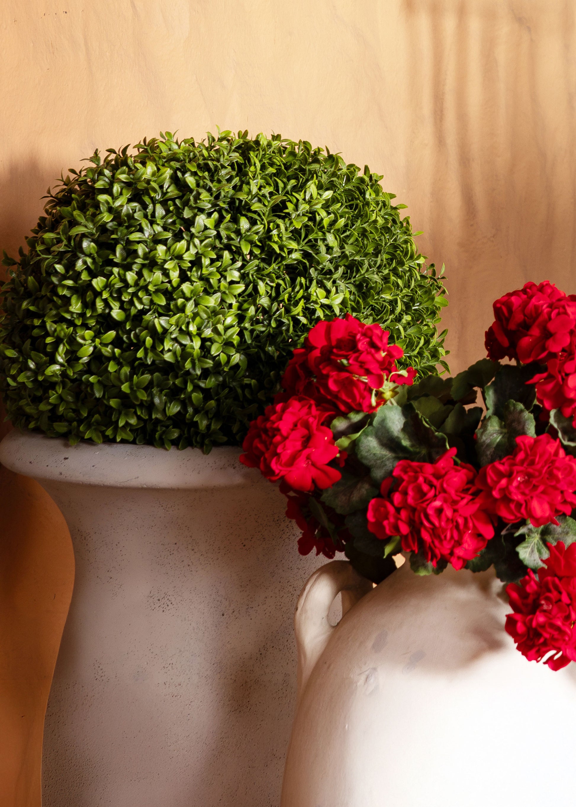 Decorative boxwood topiary and red geraniums 