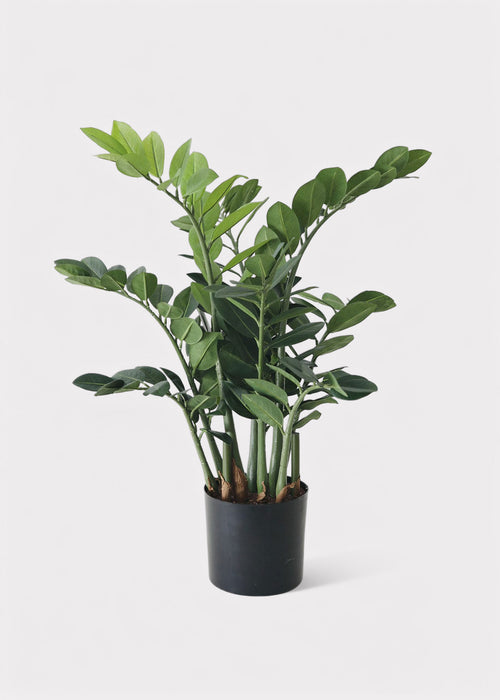 tall planter zz plant Artificial ZZ Tropical Plant in Pot