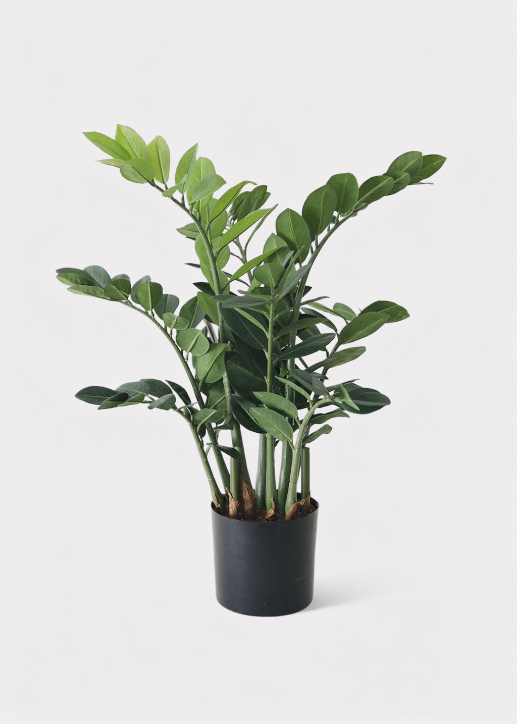 Artificial ZZ Plant in Black Pot at Afloral