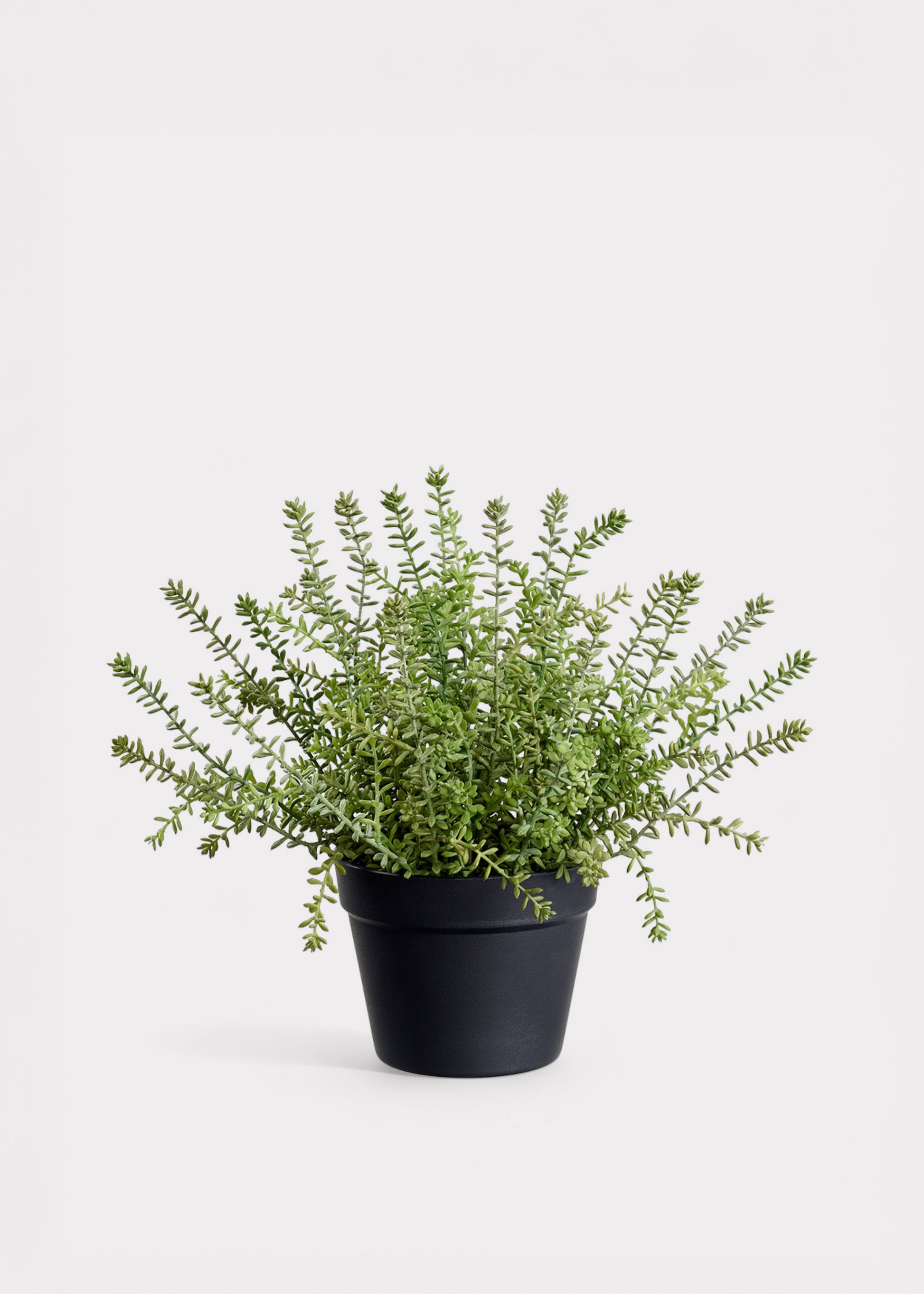 can you plant sedum in a pot Fake Plants Potted Sedum Succulent in Plastic Pot