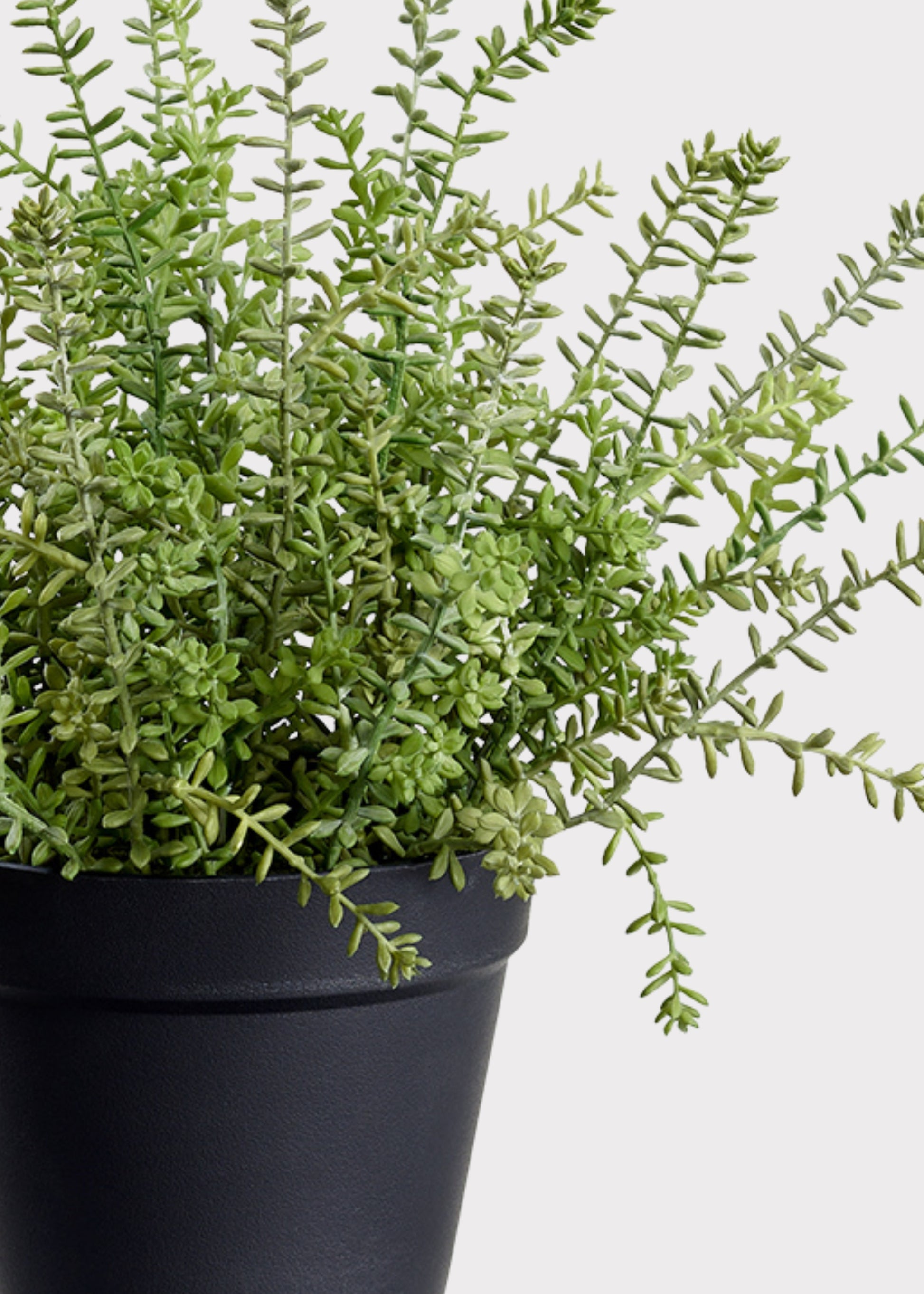 Close-up of Potted Sedum Succulent