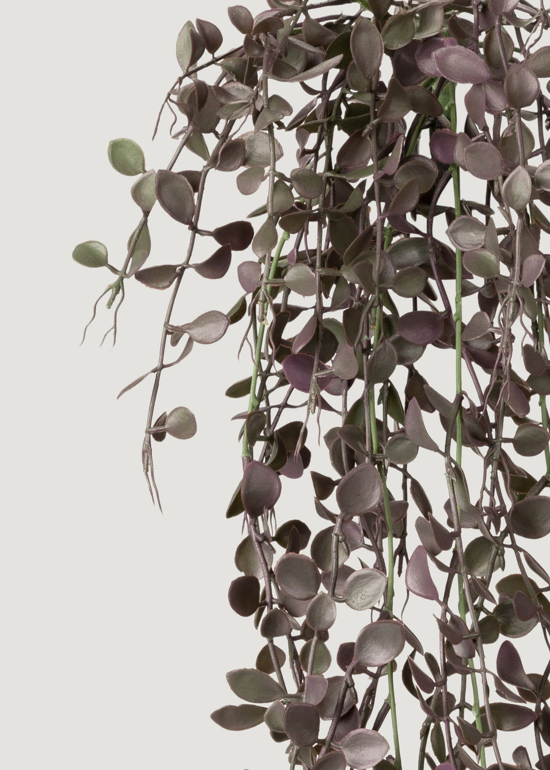 Close-up of Eggplant Green Hanging Plant