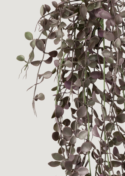Close-up of Eggplant Green Hanging Plant