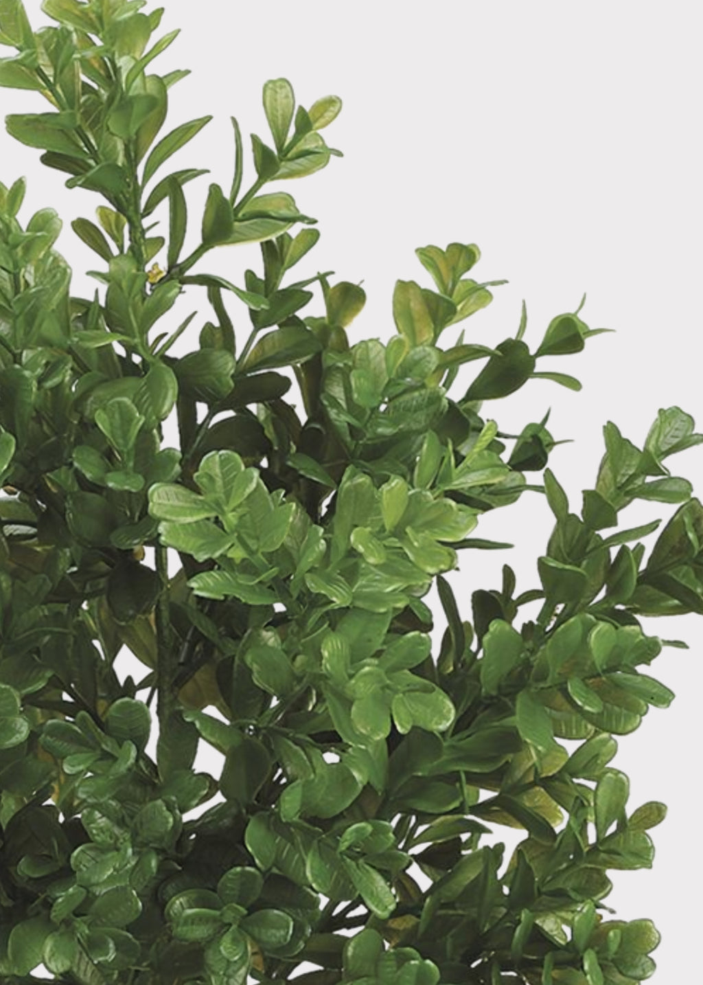 Green artificial boxwood hedge plant with dense, glossy oval leaves, shown against a plain light gray background.