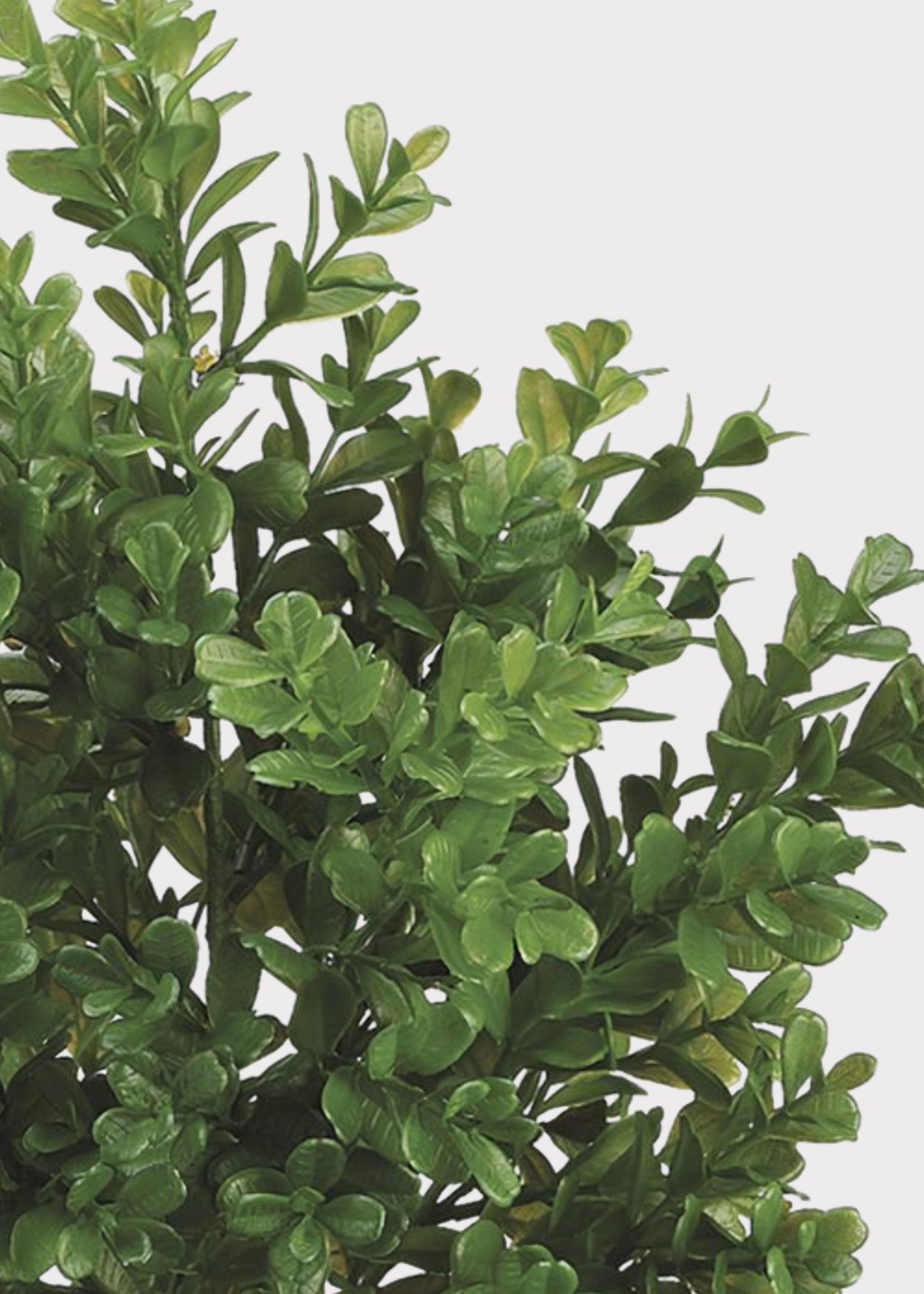 Green artificial boxwood hedge plant with dense, glossy oval leaves, shown against a plain light gray background.