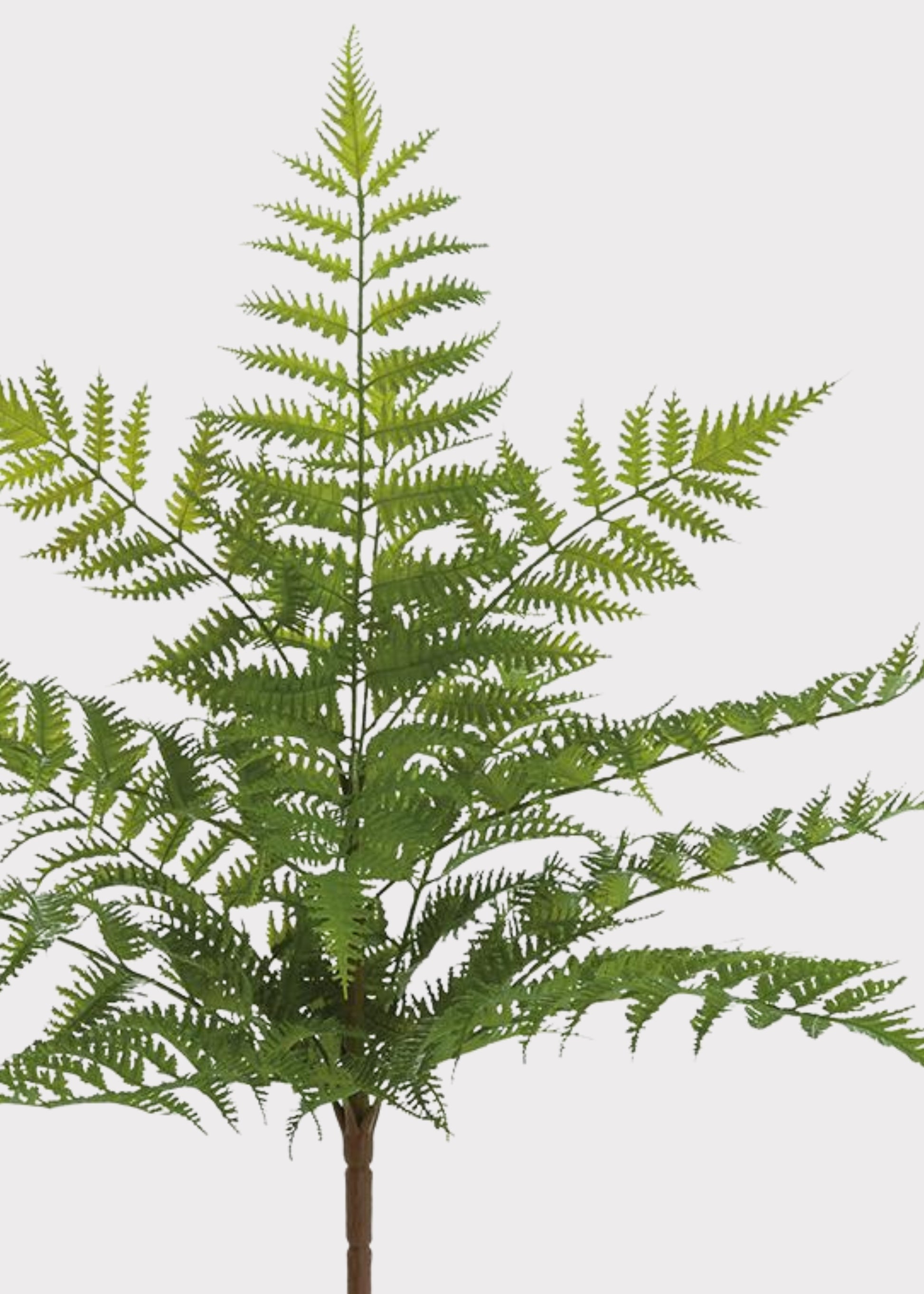  Fake Fern Bush 