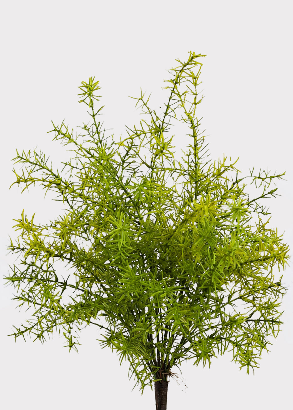 UV Treated Fake Sprengeri Fern Indoor/Outdoor Plant