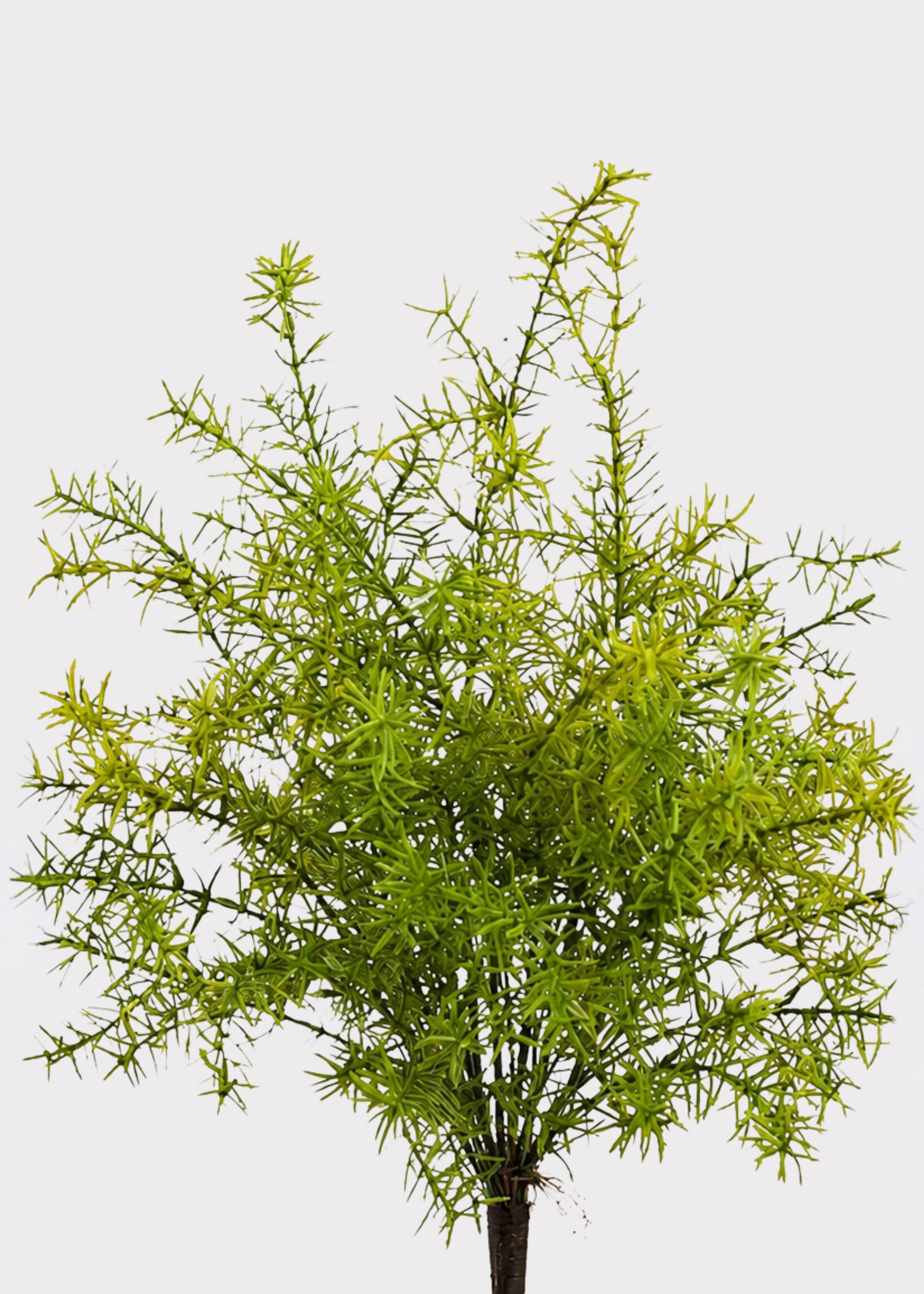 UV Treated Fake Sprengeri Fern Indoor/Outdoor Plant