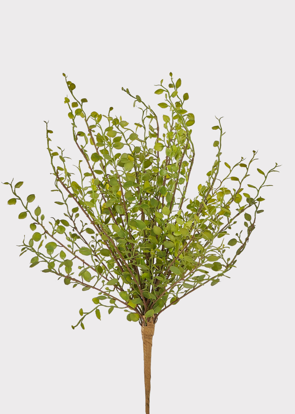 Fake Maidenhair Stem
