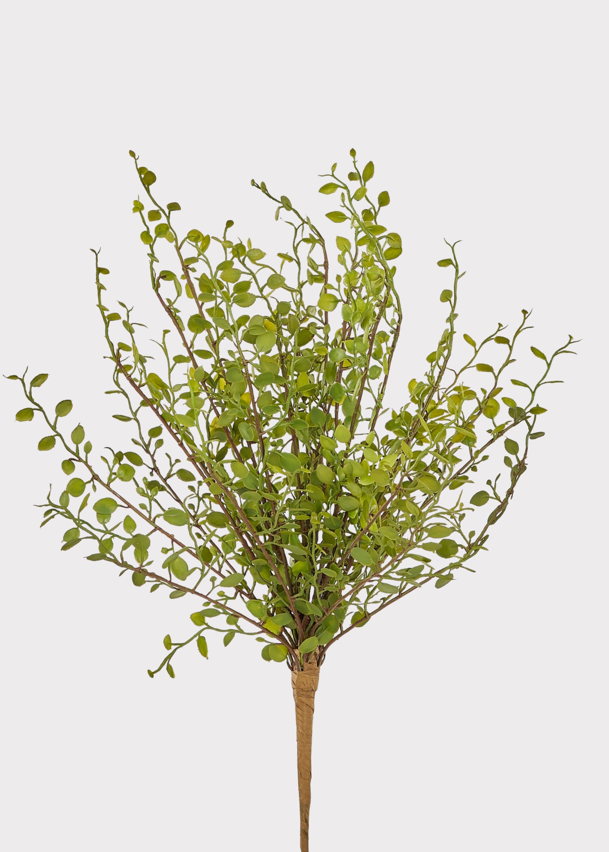 Fake Maidenhair Stem
