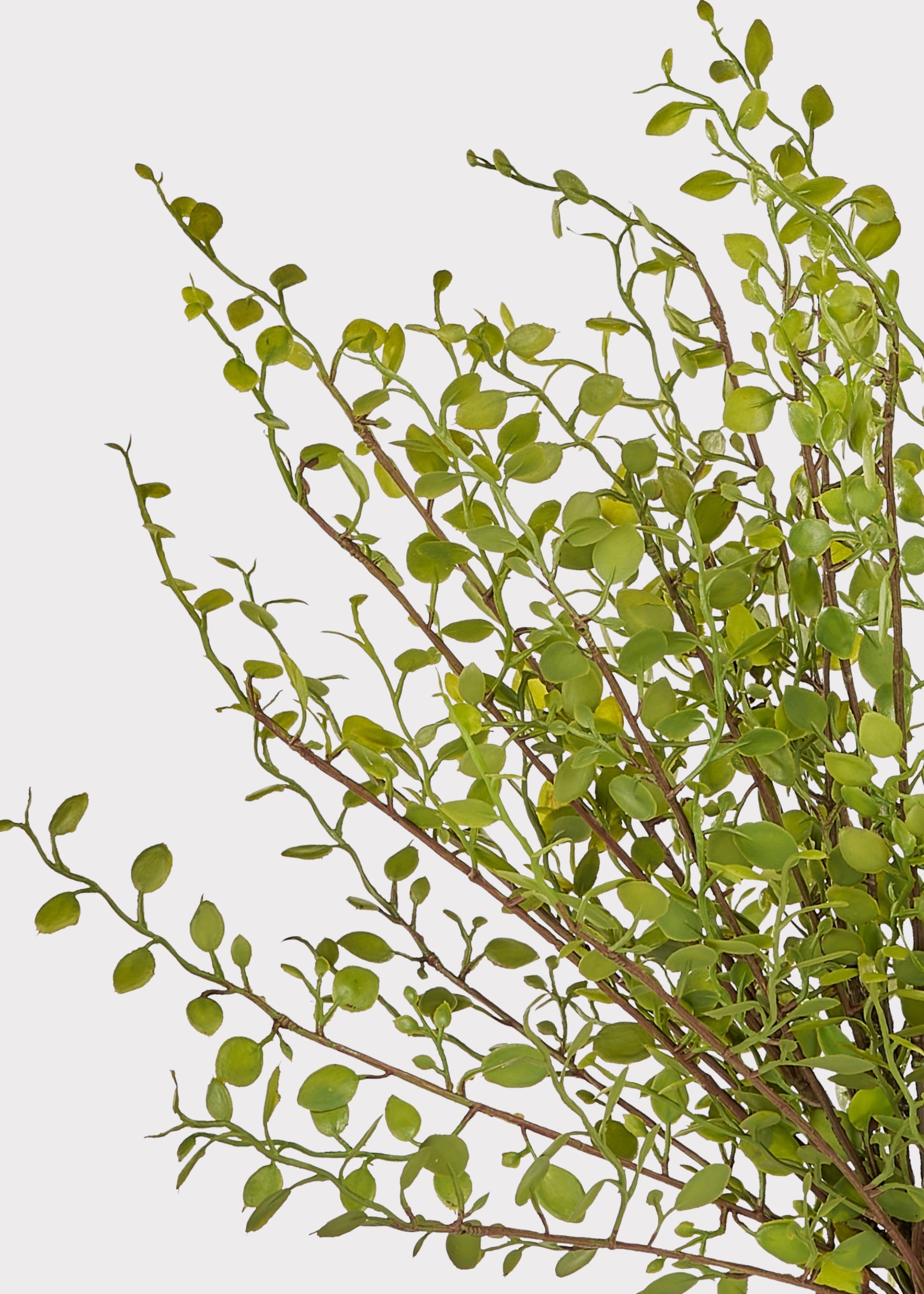 Close-up of artificial maidenhair fern