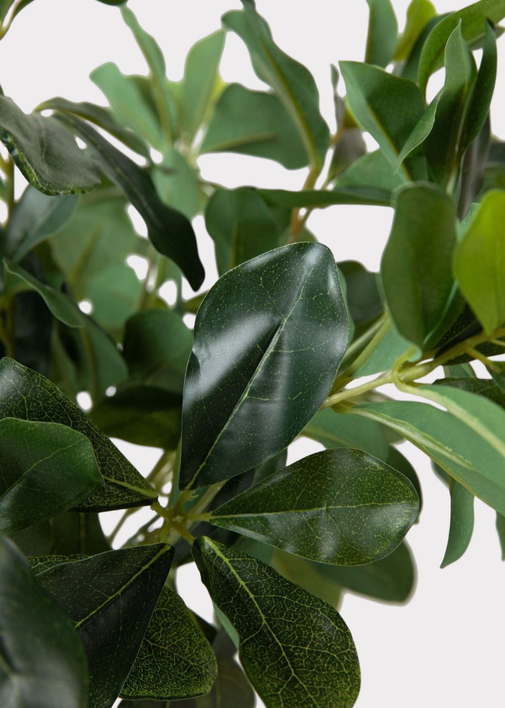 Artificial Privet Leaves in Closeup View