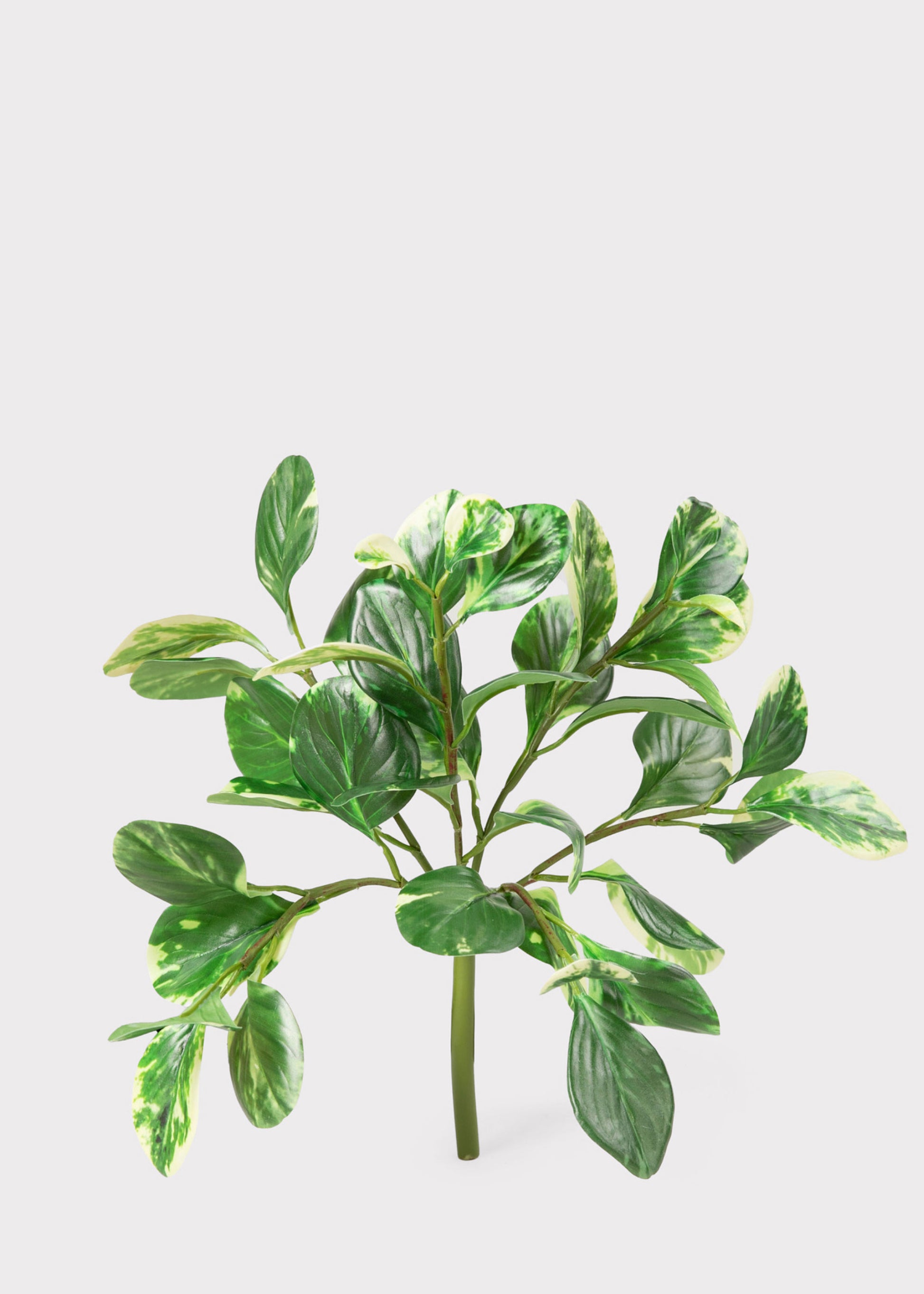 Small Artificial Peperomia Plant