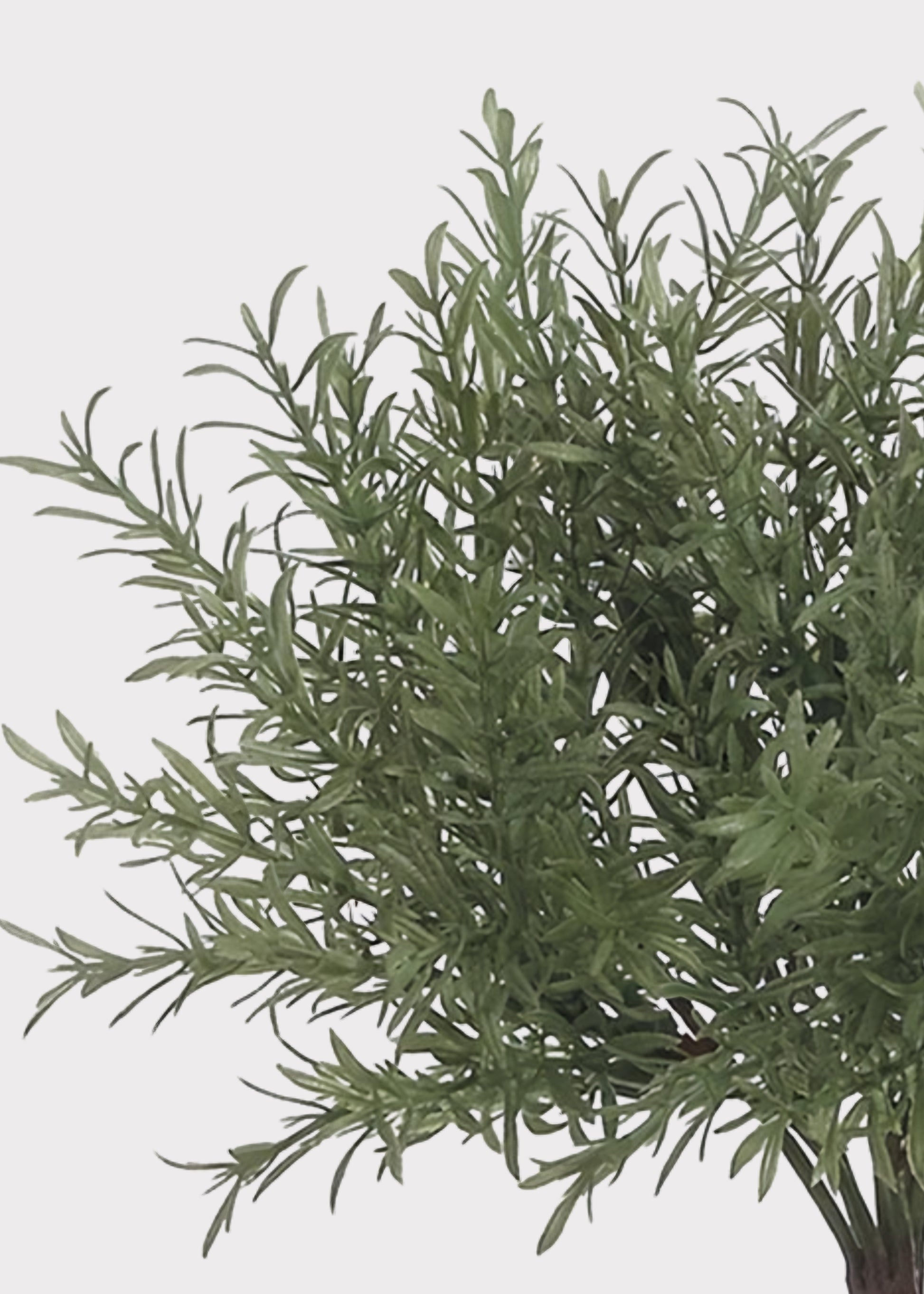 Fake Rosemary Bush