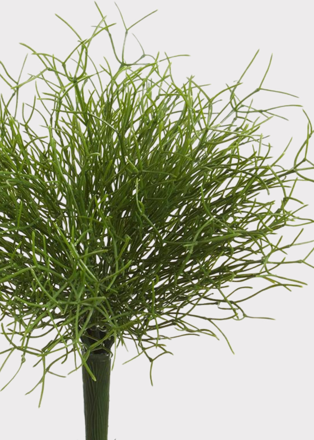 Close-up of a Small Whisk Fern 
