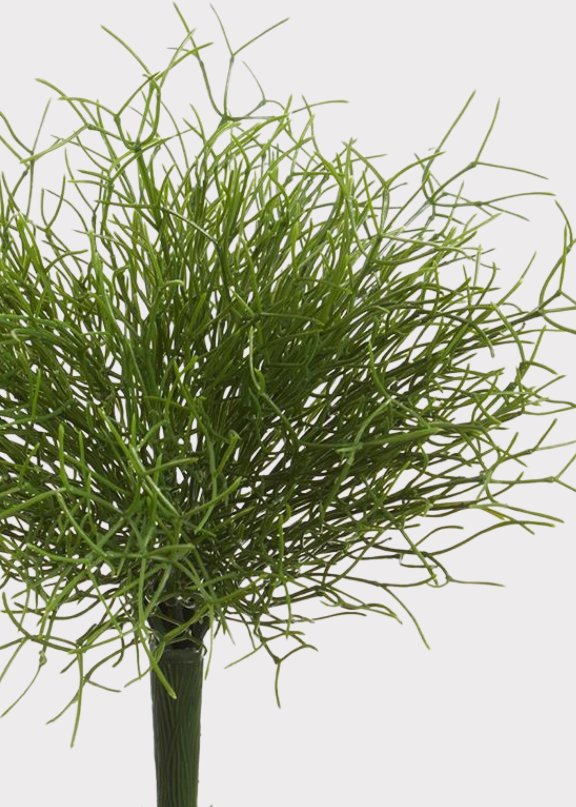 Close-up of a Small Whisk Fern 