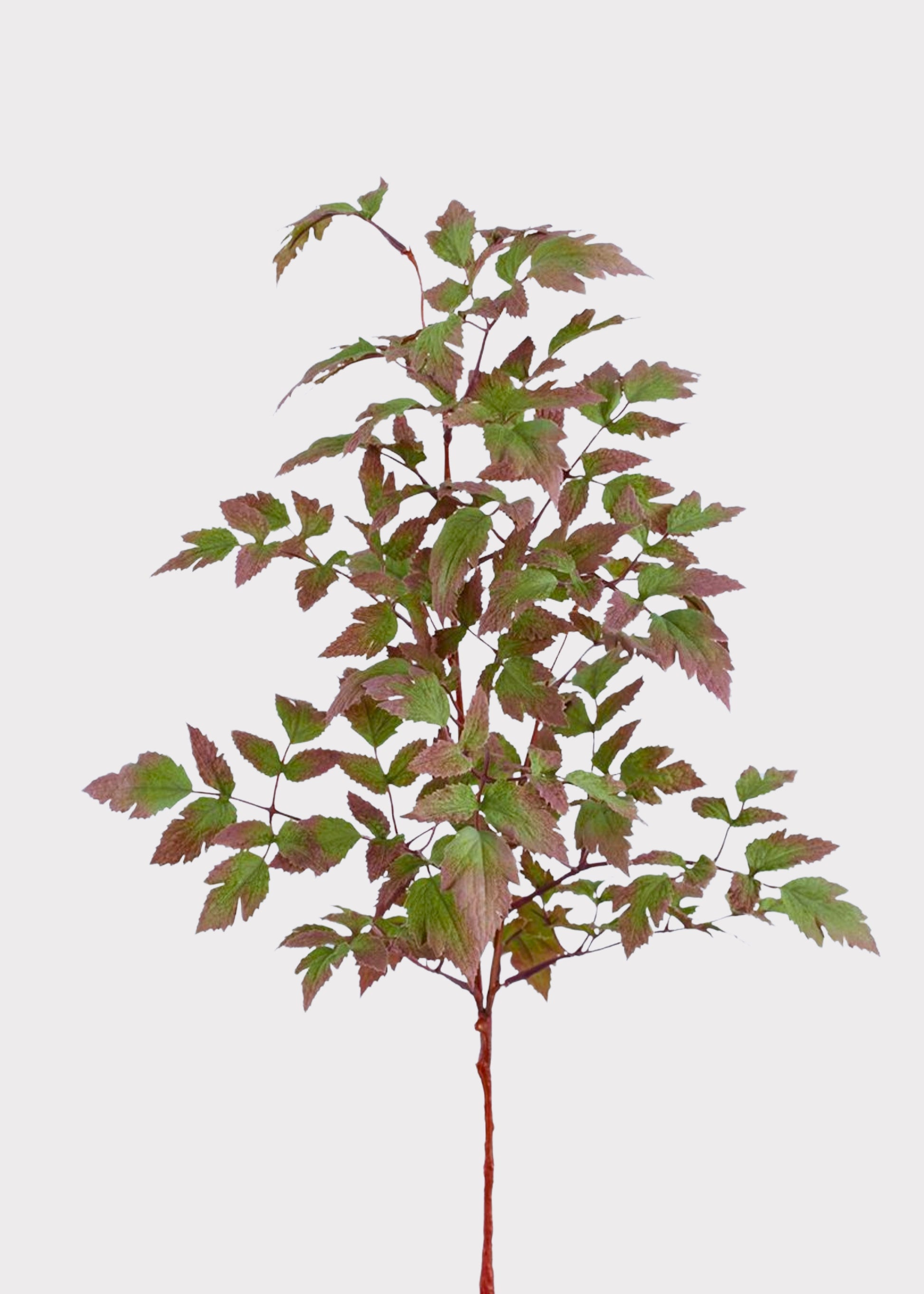 Faux Purple and Green Cimicifuga Leaves