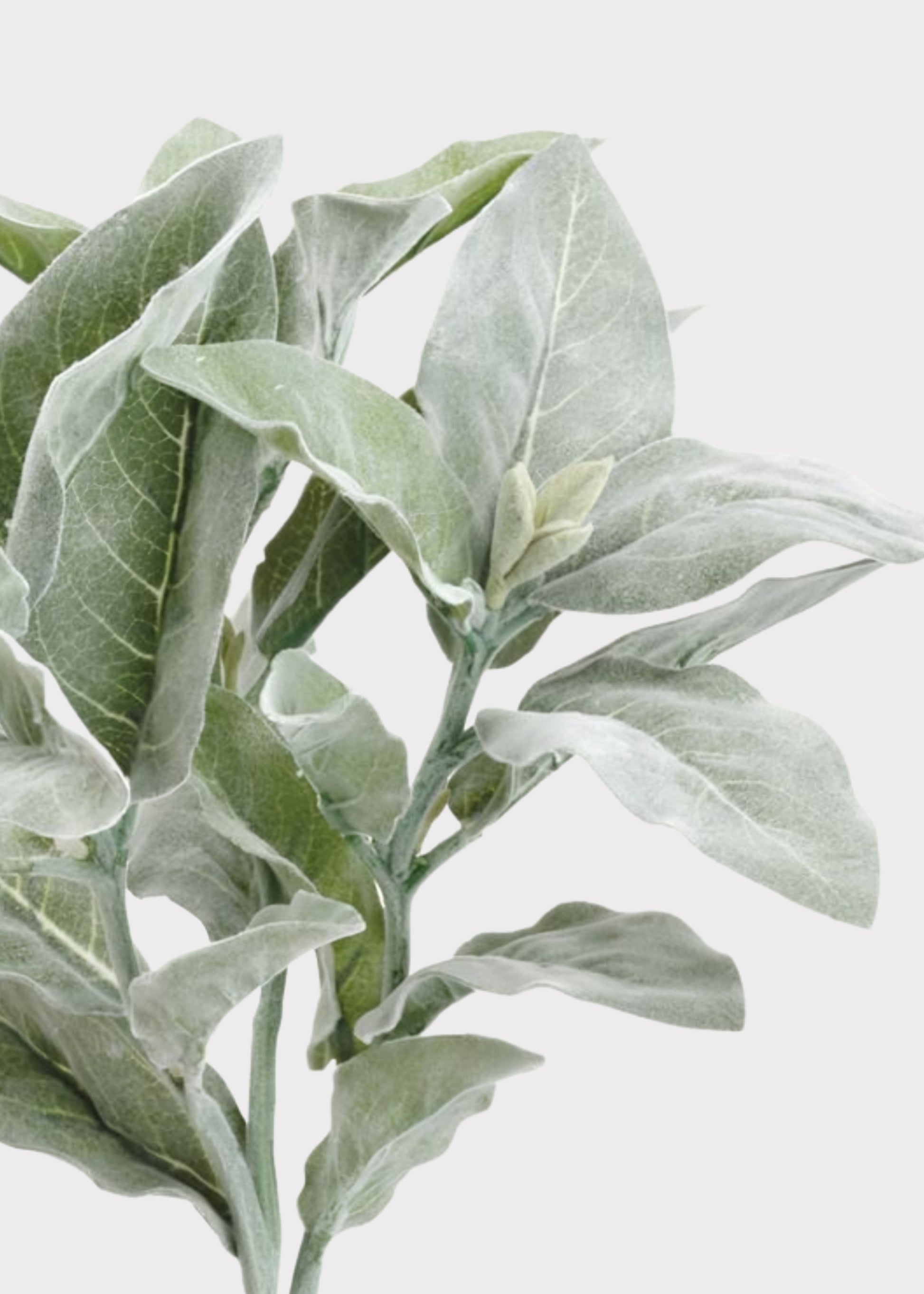 faux flocked lamb's ear