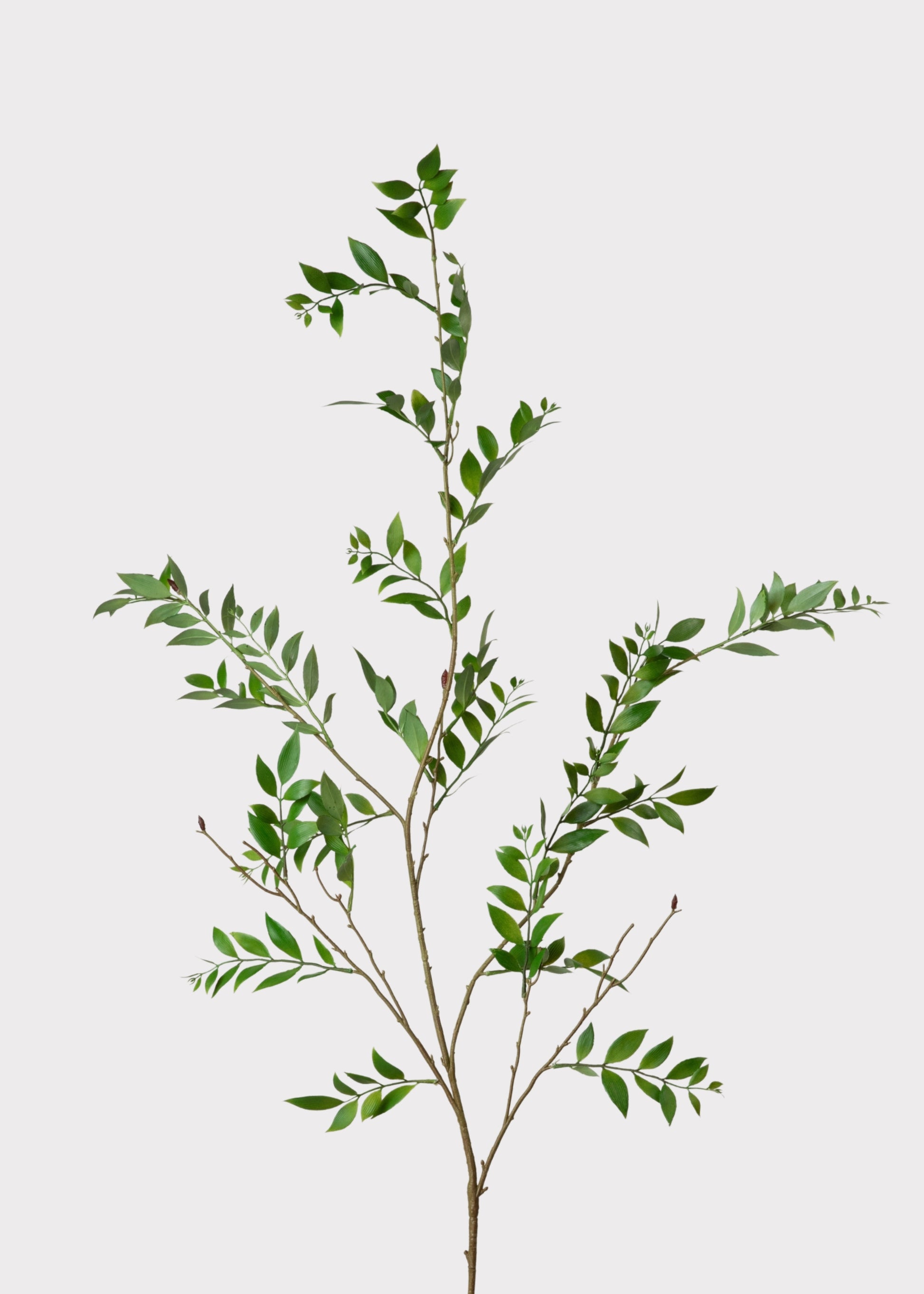 Tall Artificial Broadleaf Podocarpus Branch - 55"