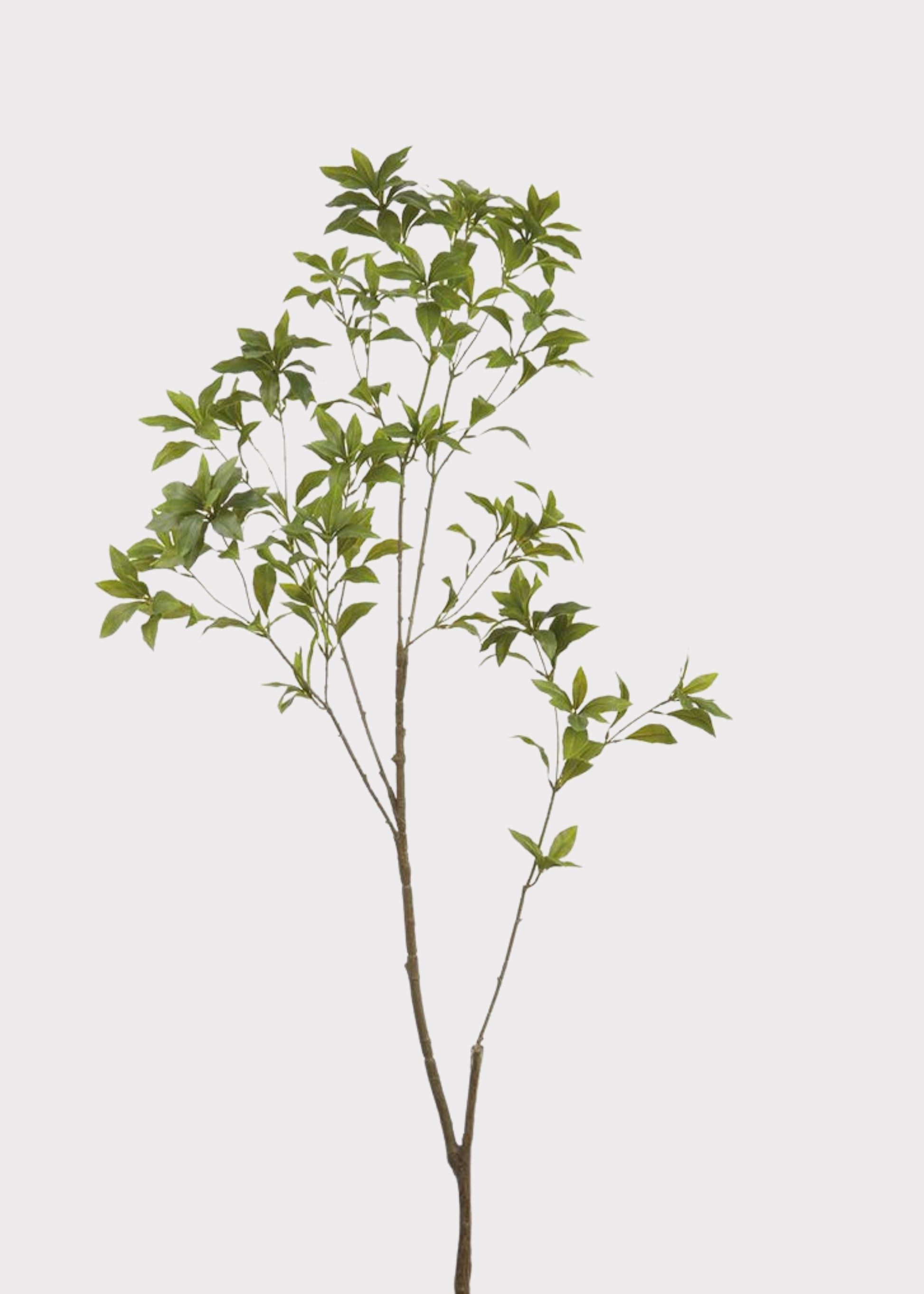 Fake Japonica Leaf Branch