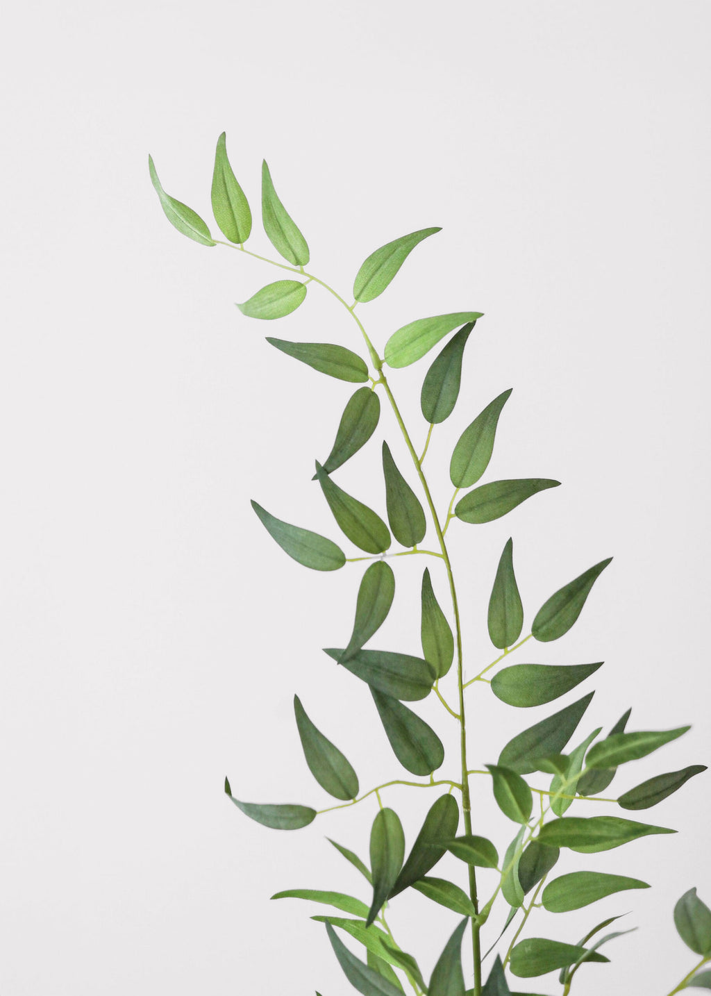 Fake Green Ruscus Leaves at Afloral