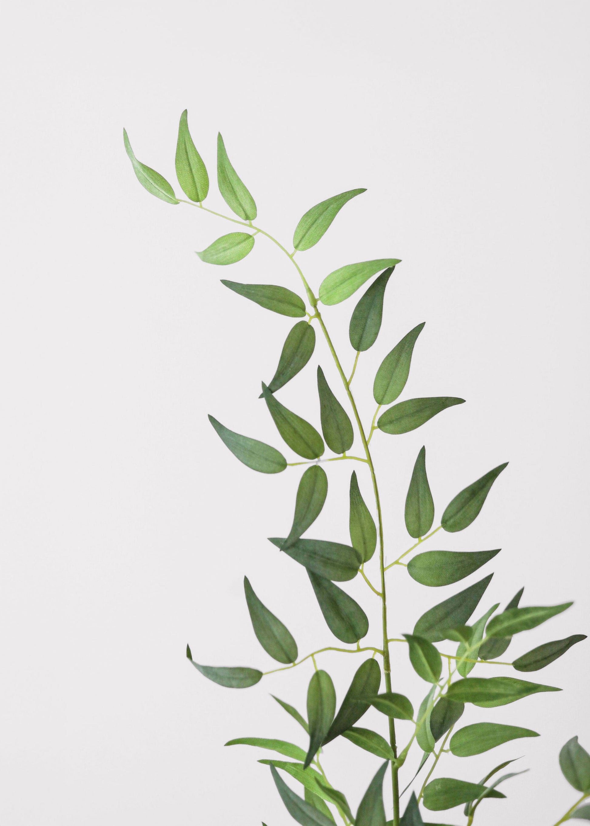Fake Green Ruscus Leaves at Afloral