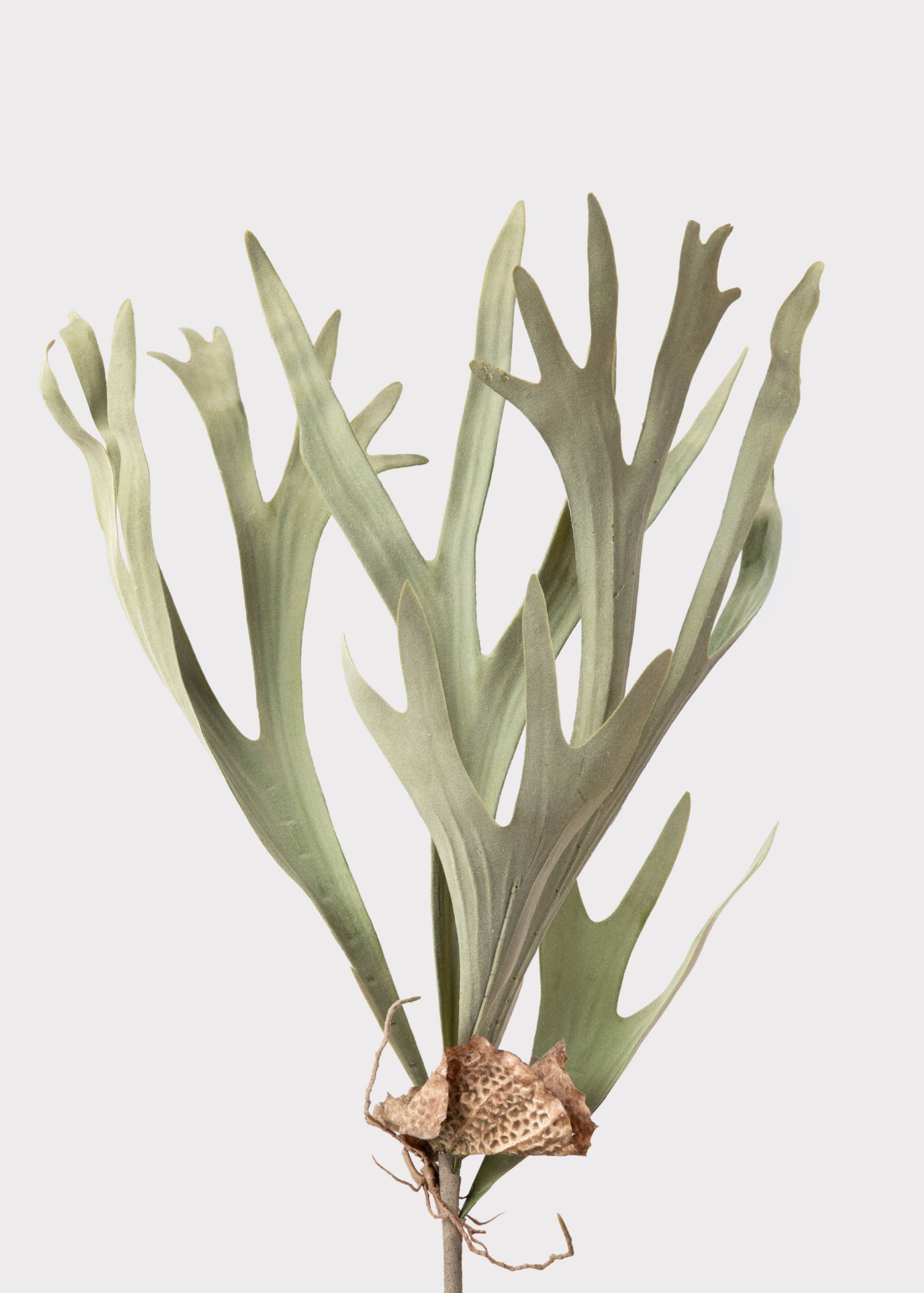 Fake Staghorn Plant
