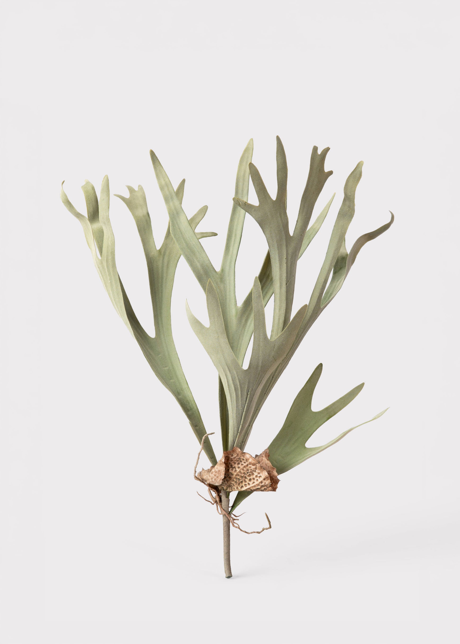 Faux Staghorn