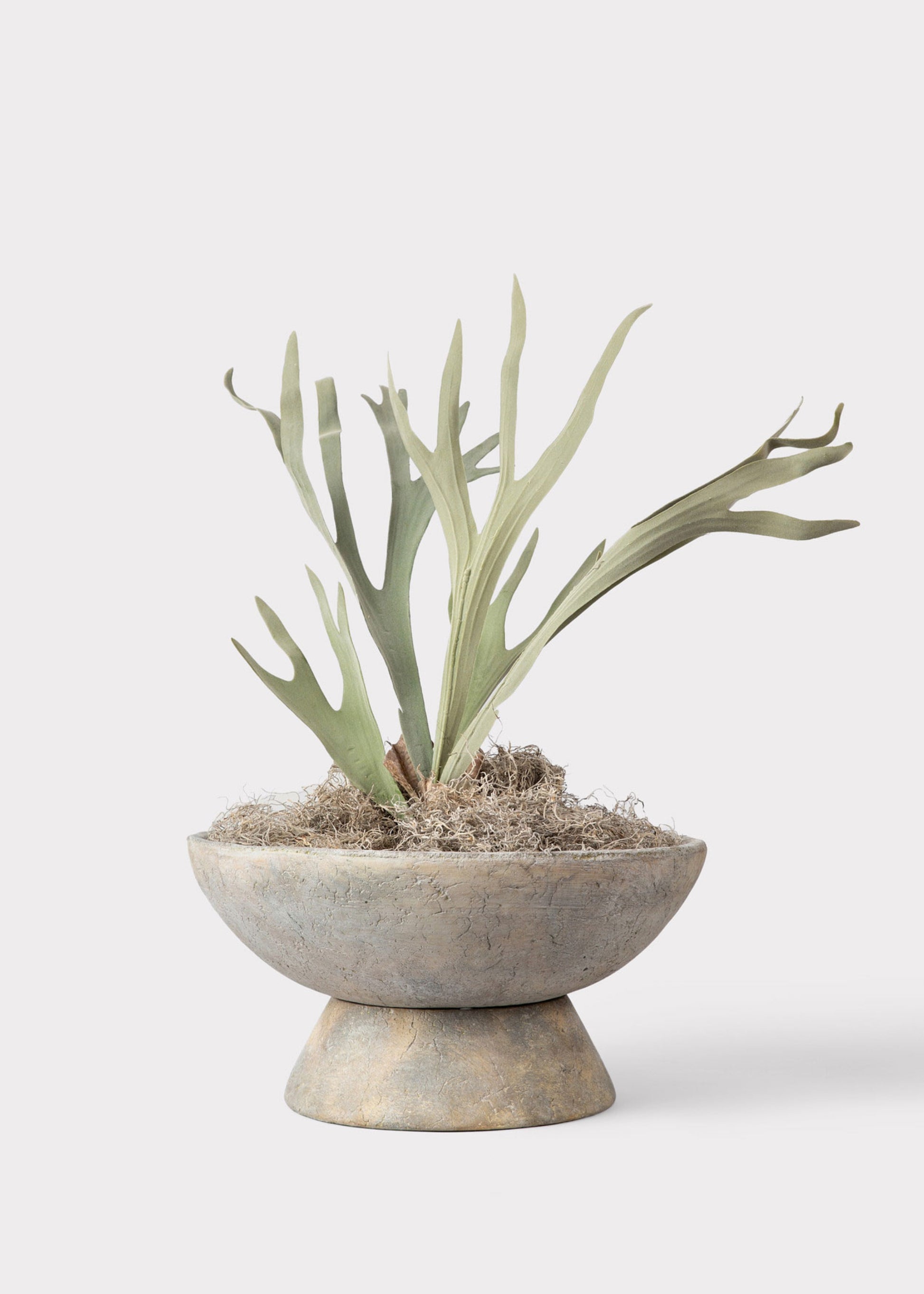 Faux Staghorn Styled in Concrete Bowl