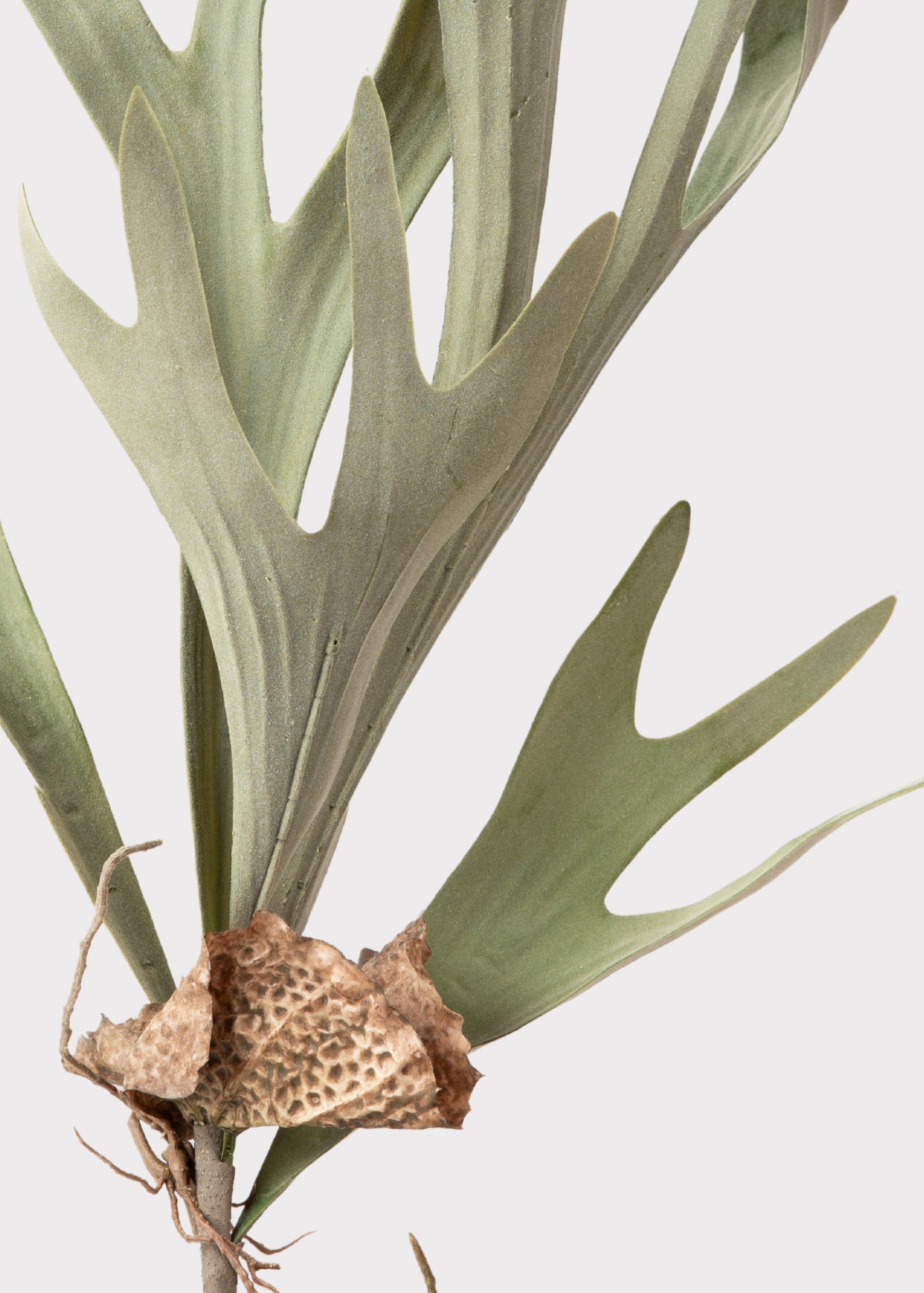 a close-up of a faux staghorn
