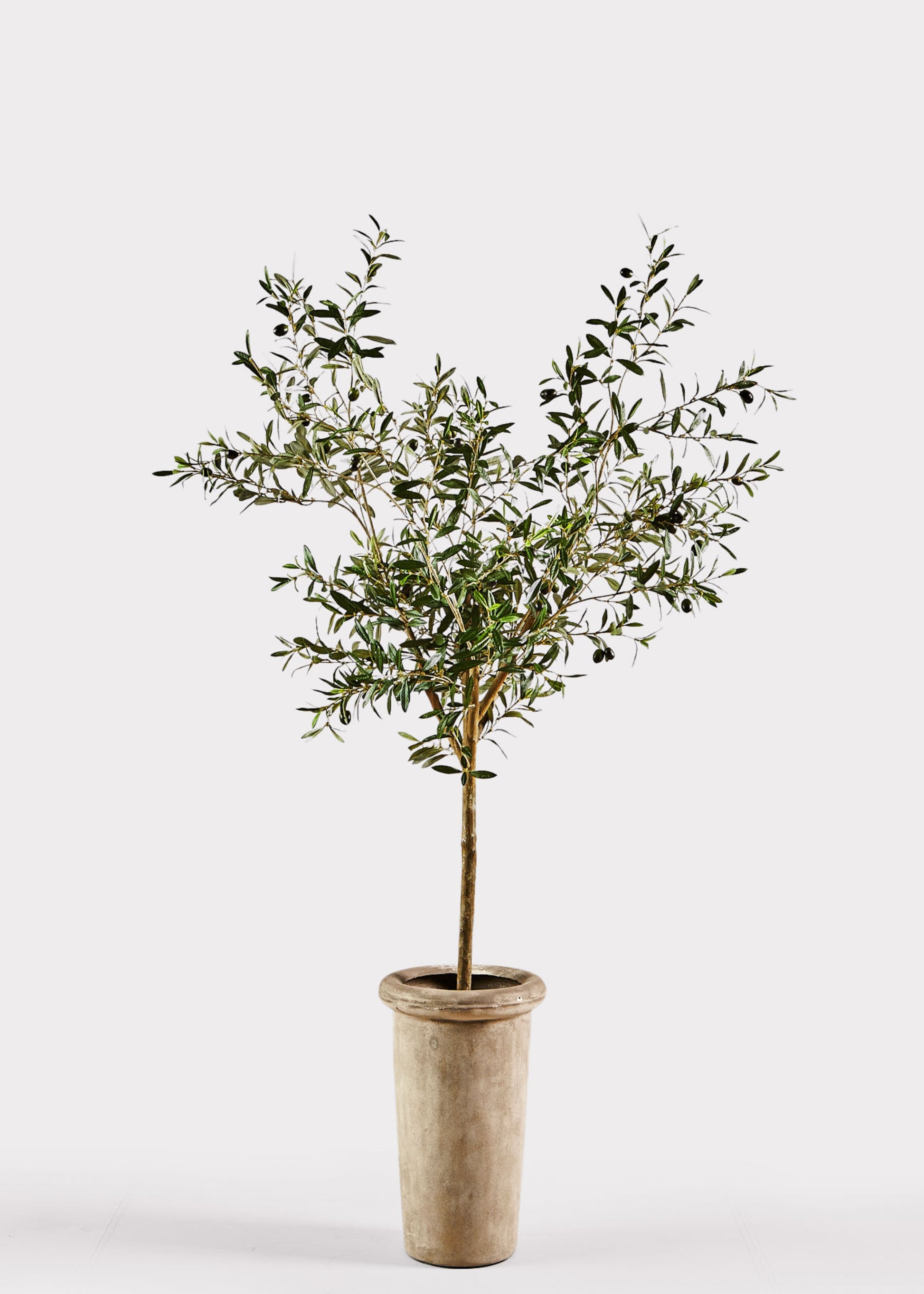 Luxury Faux Potted Plants Olive Tree in Cement Pot at Afloral