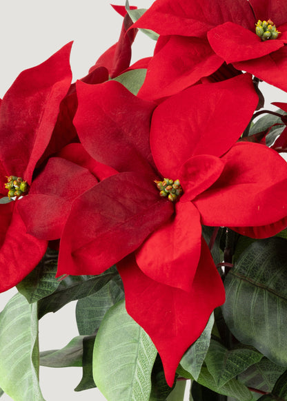 Close-up of Fake Poinsettia Flower