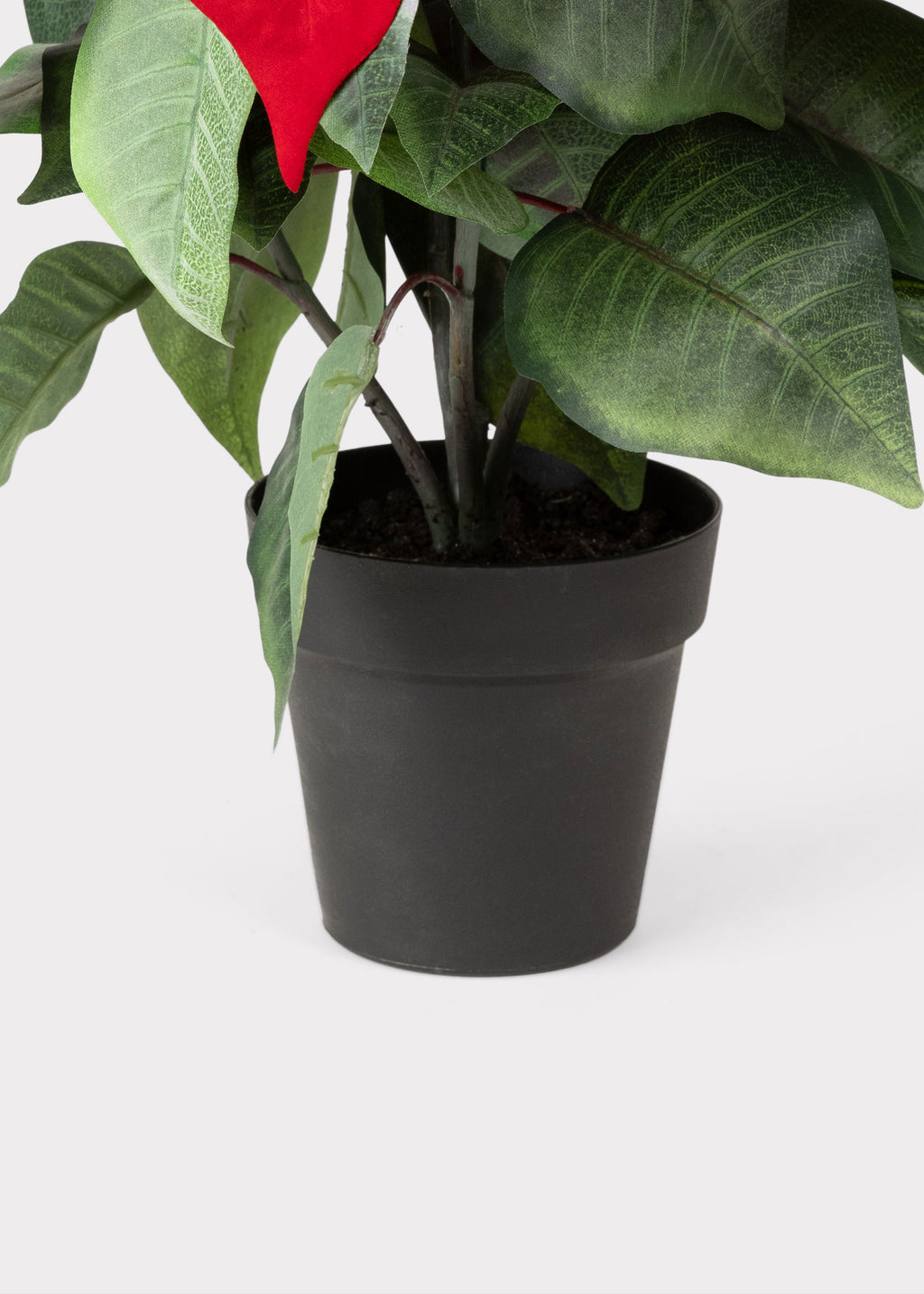 Potted Poinsettia Black Plastic Pot