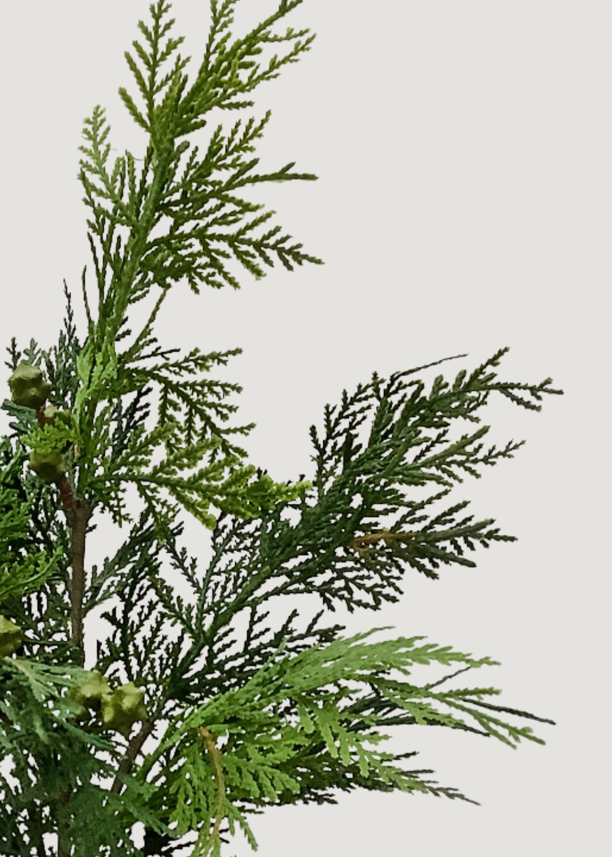 Fake Cedar Bush