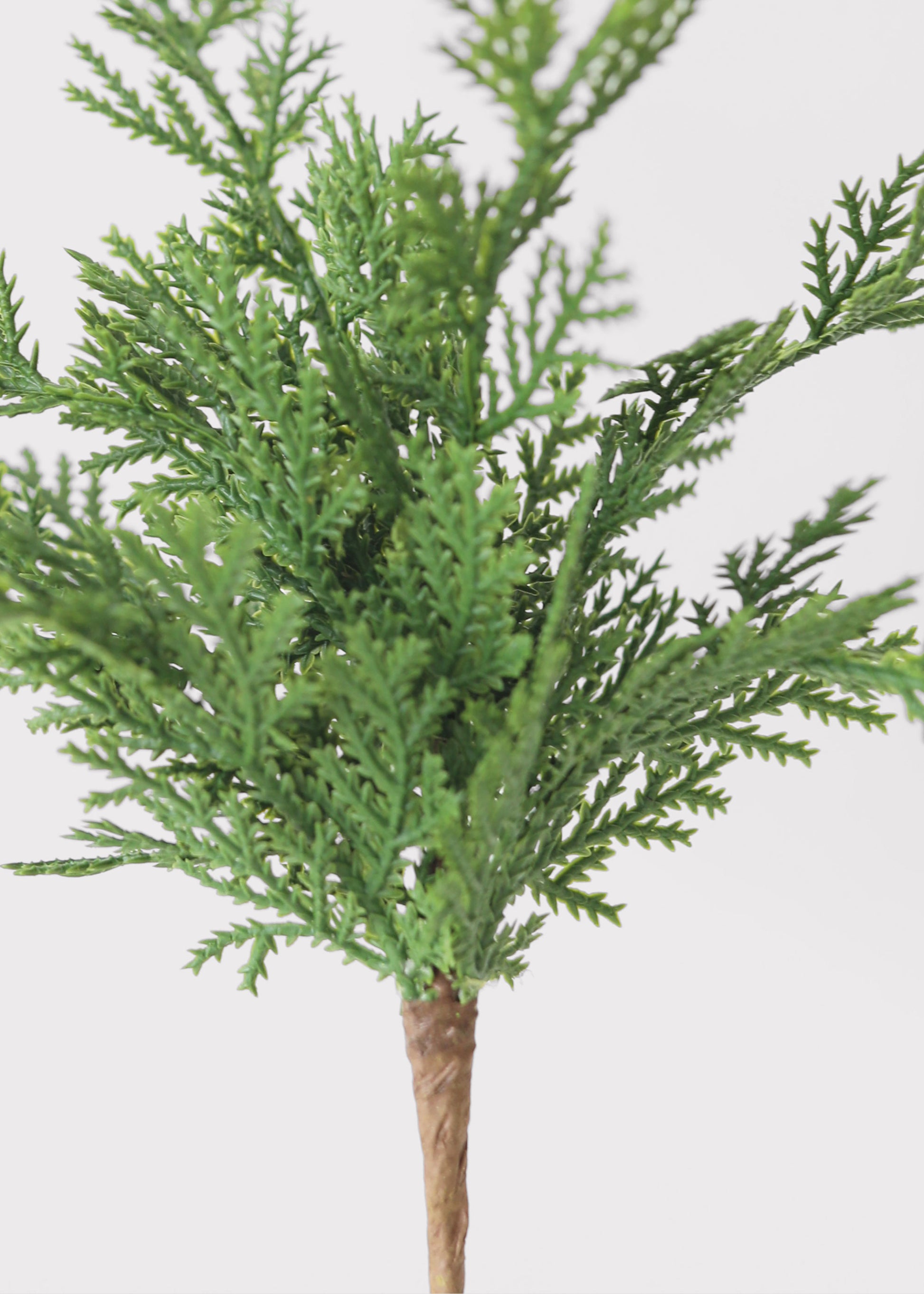 Close Up Details of Cedar Leaves at Afloral