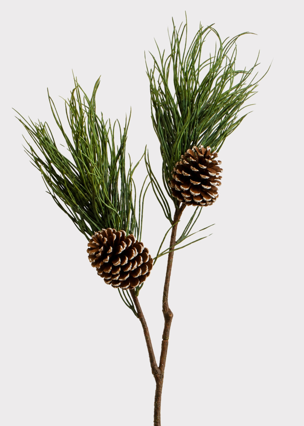Long Pine Needle Branch