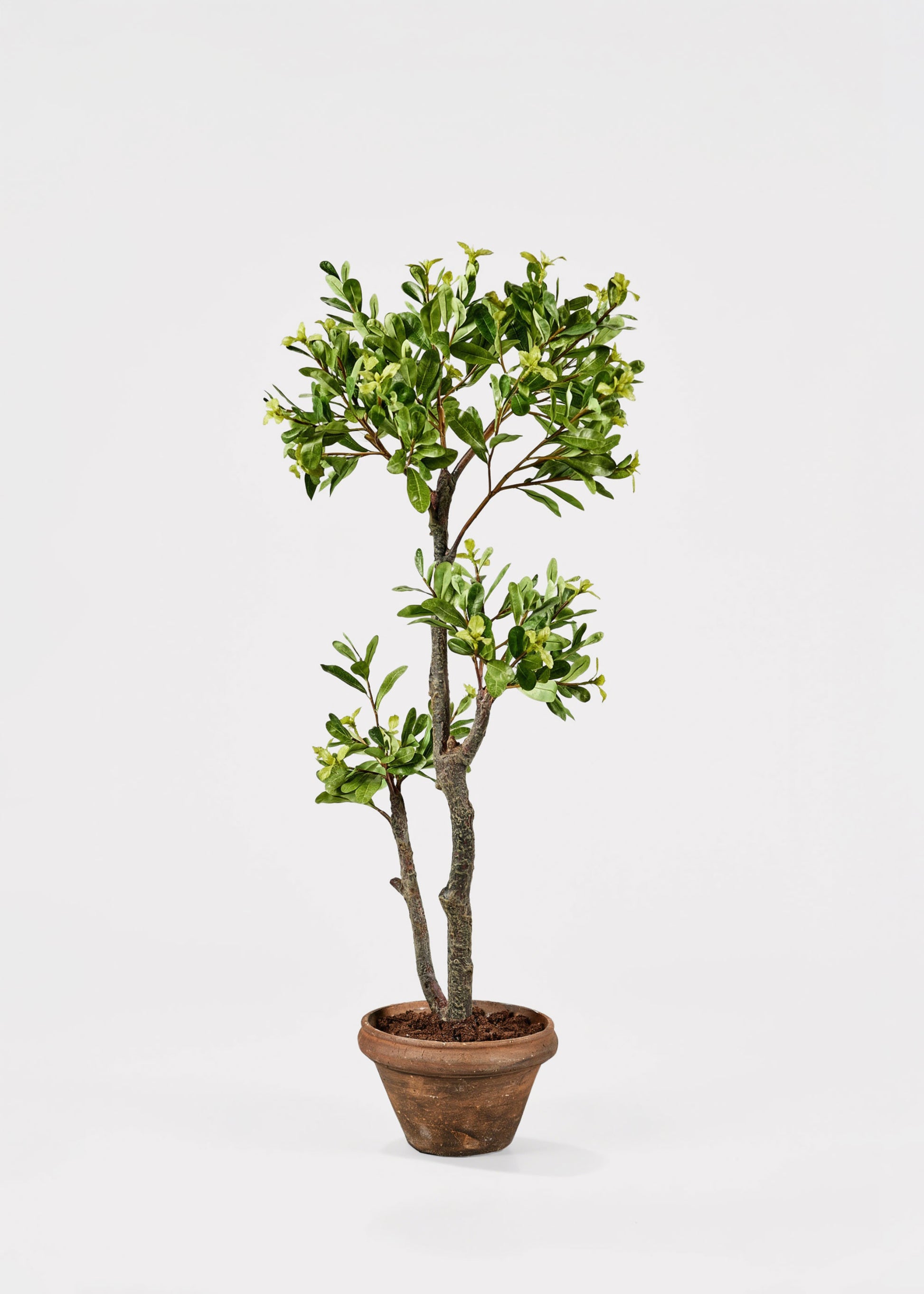 Fake Potted Plants Euonymus Japonicus Tree in Pot